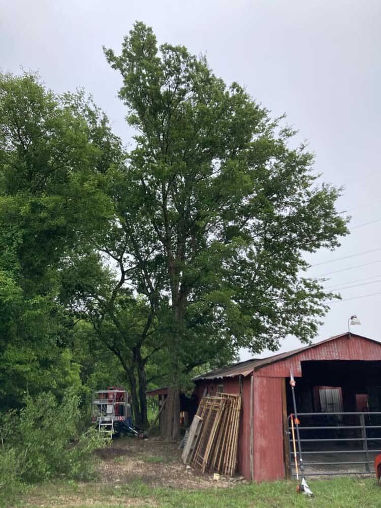 Tree removal