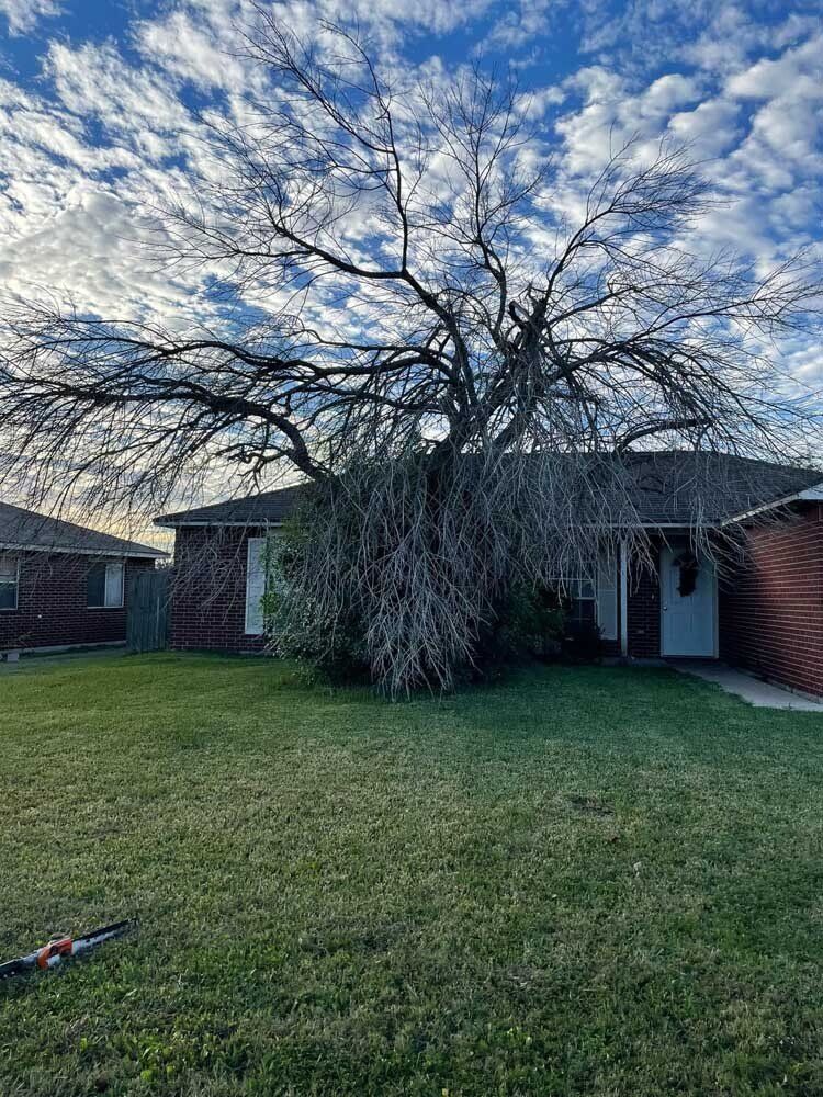 Tree removal