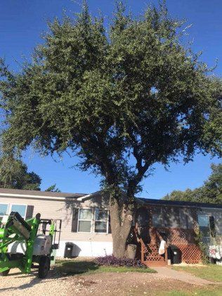 Tree removal