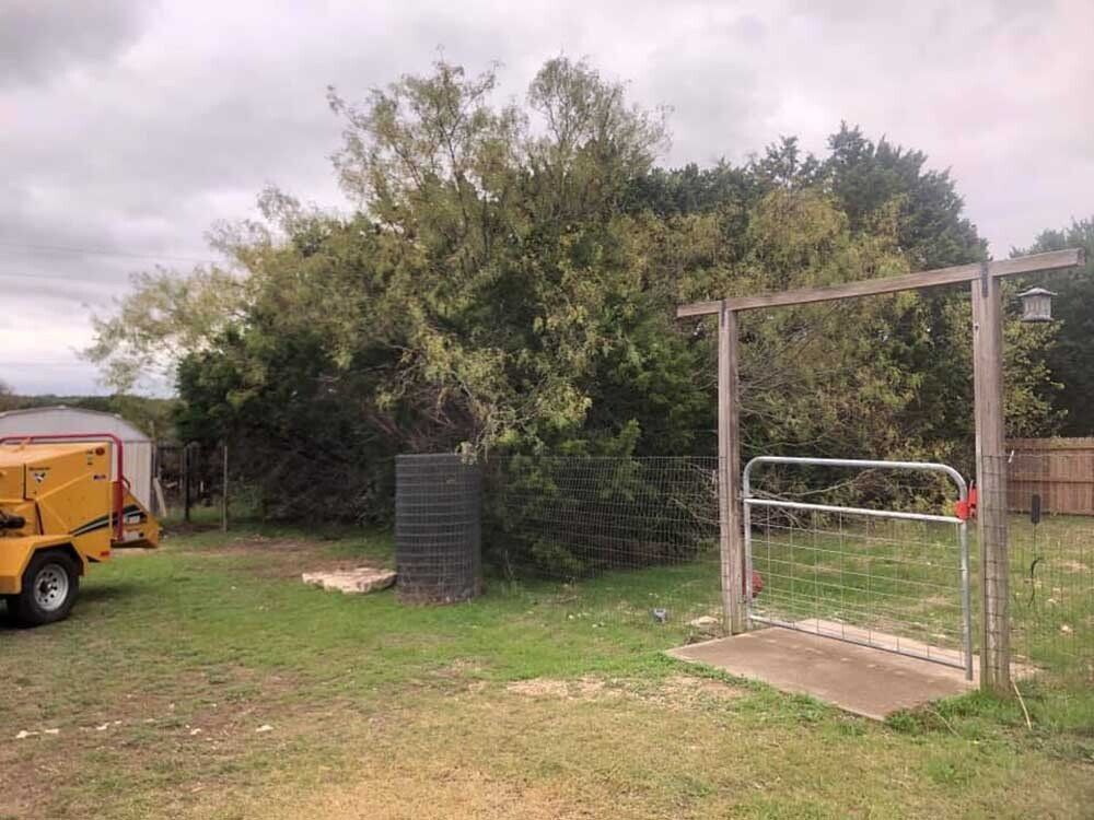 Tree removal