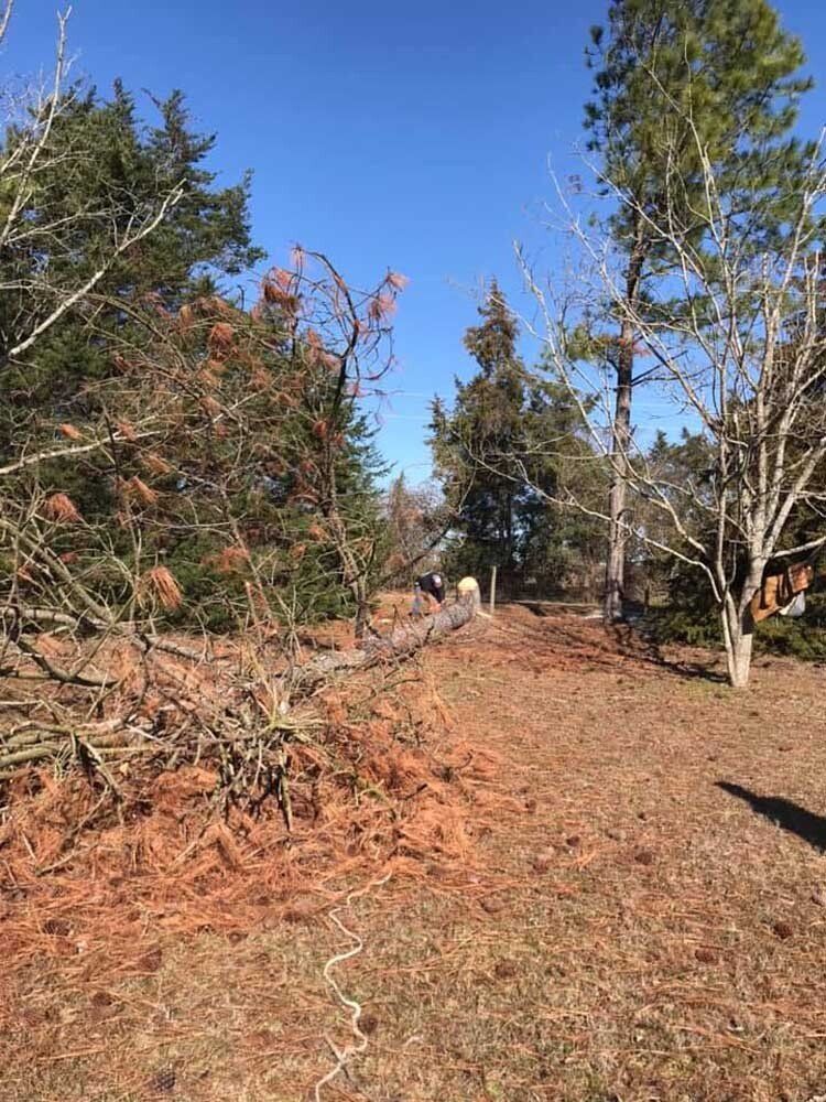 Tree removal