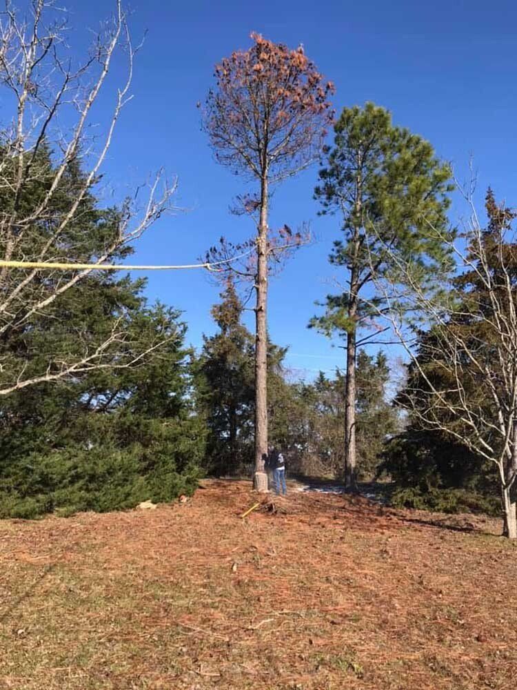 Tree removal