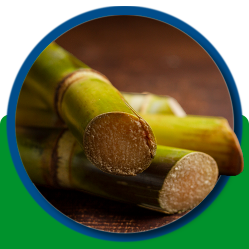 Cana-de-açúcar
