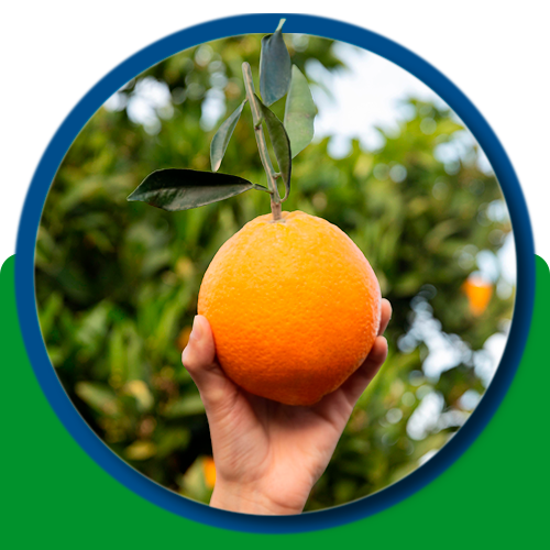 Citrus