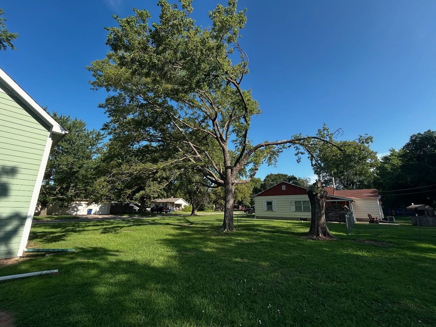 Sunny backyard with a large tree, green lawn, and houses in the background.