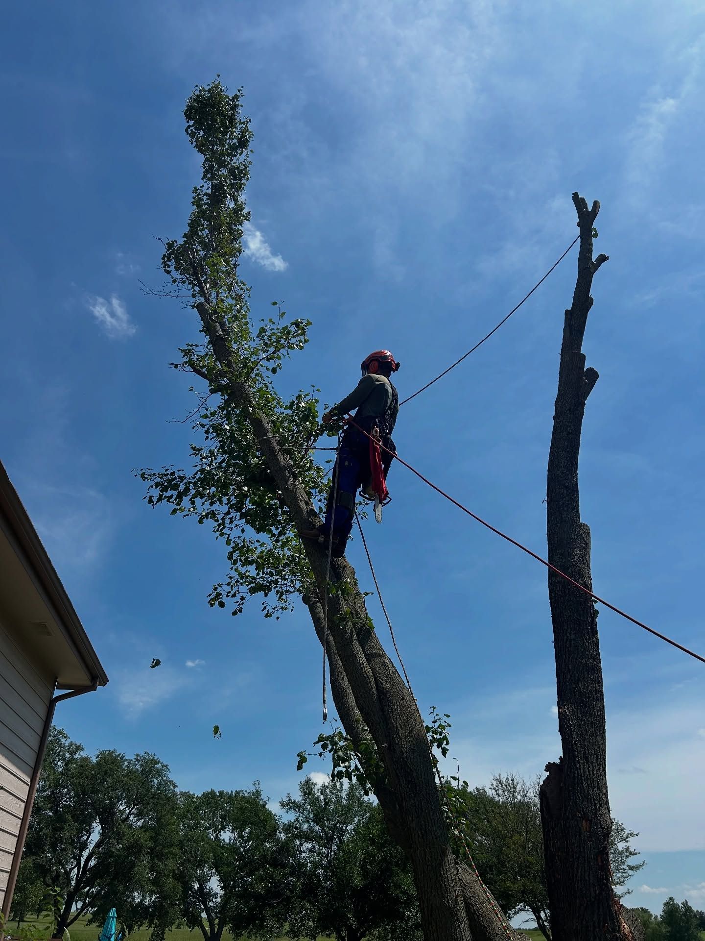 Worker trimming a tall tree branch with a rope against a blue sky
