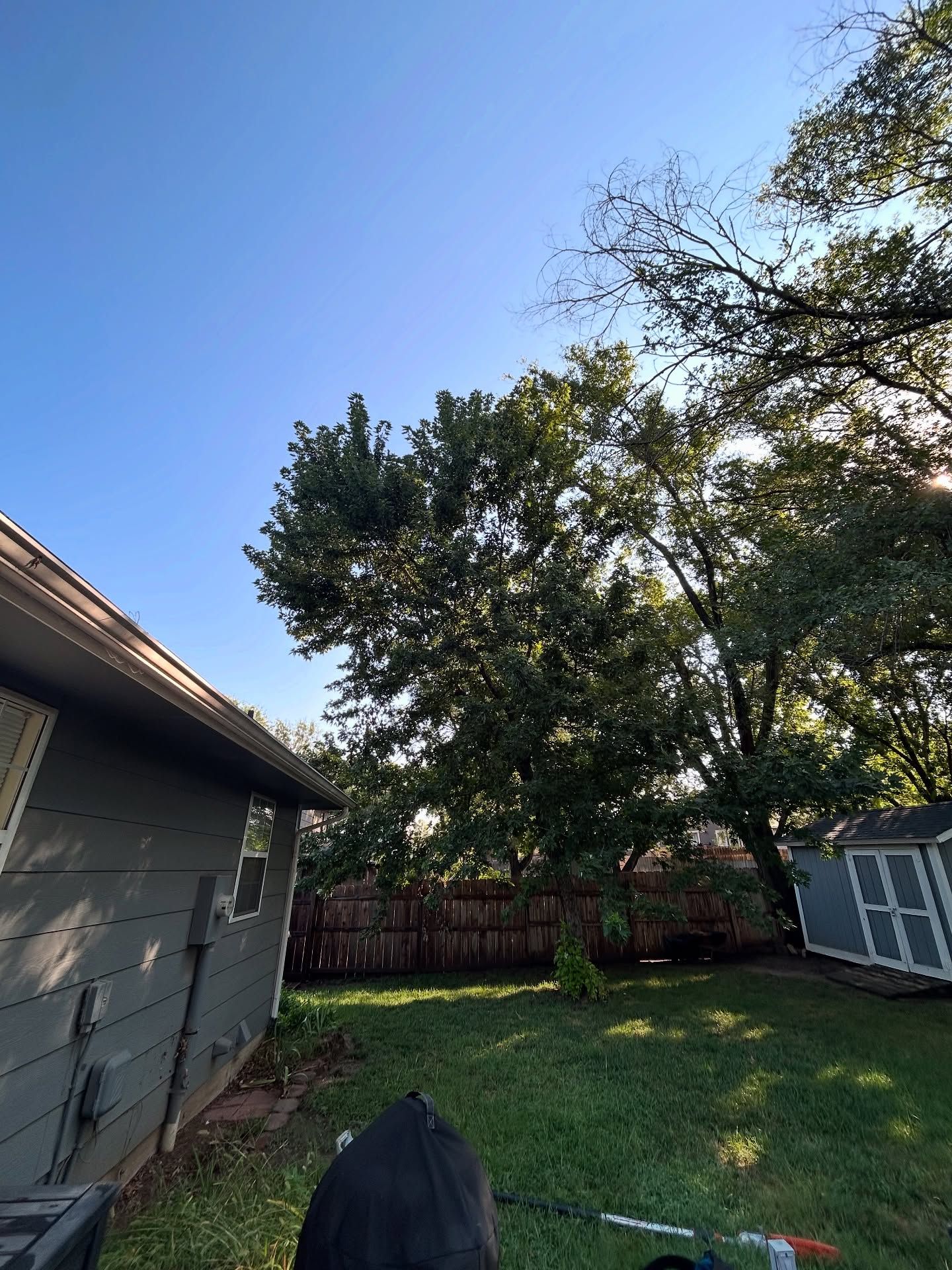 Backyard with grass, large tree, red fence, and house siding under a clear blue sky