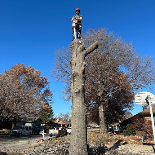 Person standing atop a tall cut tree trunk in a yard under a clear blue sky