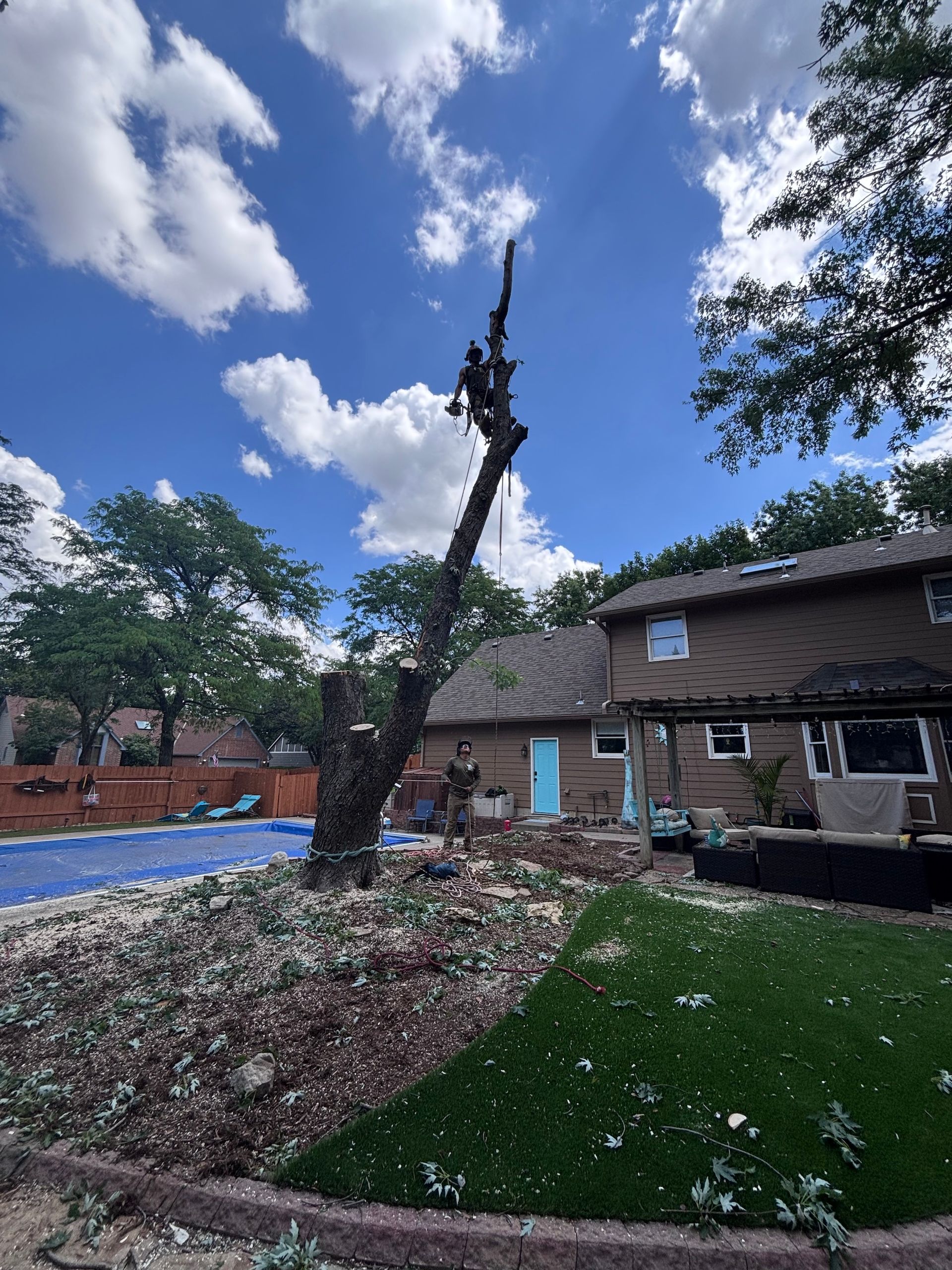 Backyard with a leaning tree, brick house, blue pool cover, and fallen blossoms under a cloudy sky