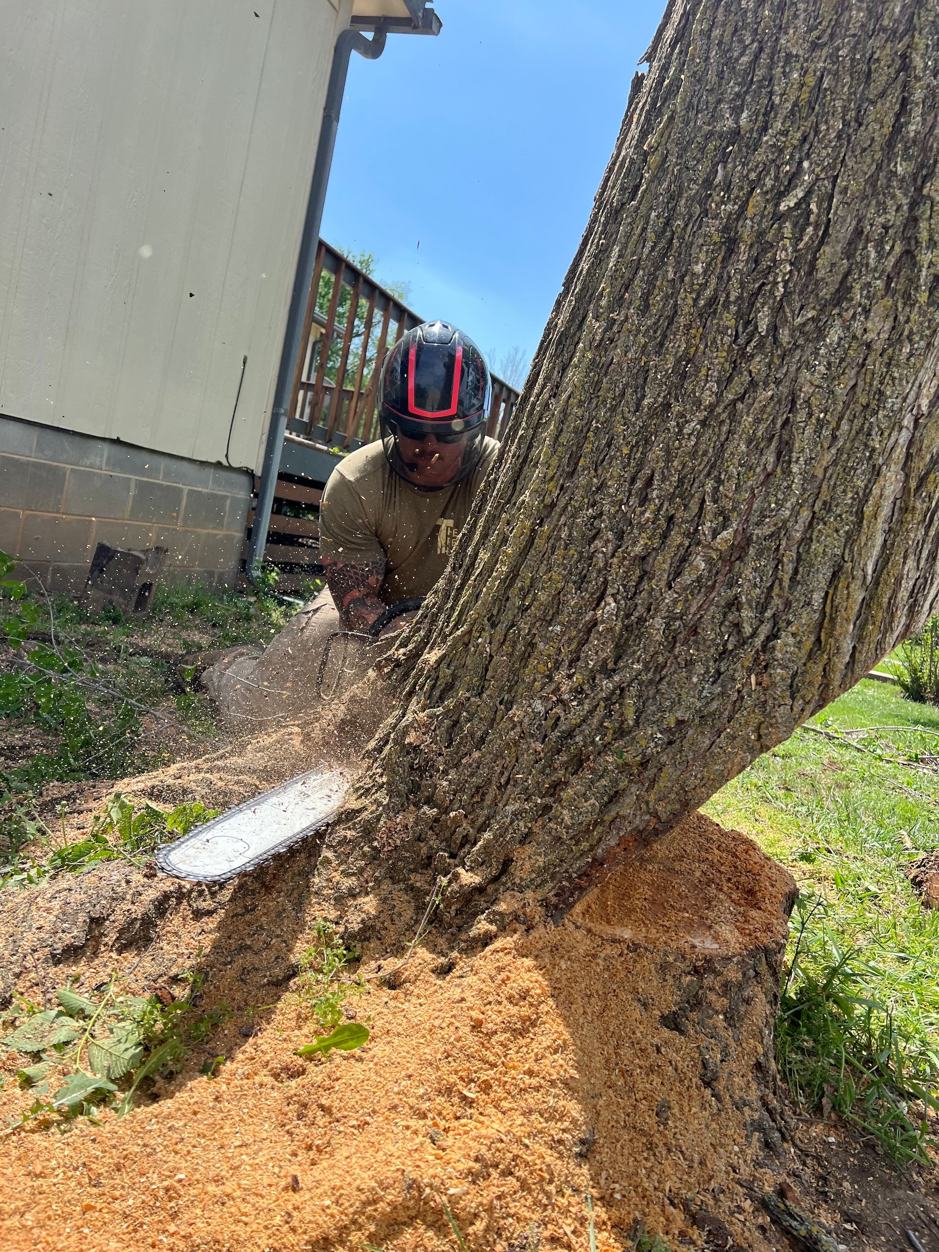 Worker using a chainsaw to cut a large tree trunk beside a house, with sawdust on the ground.