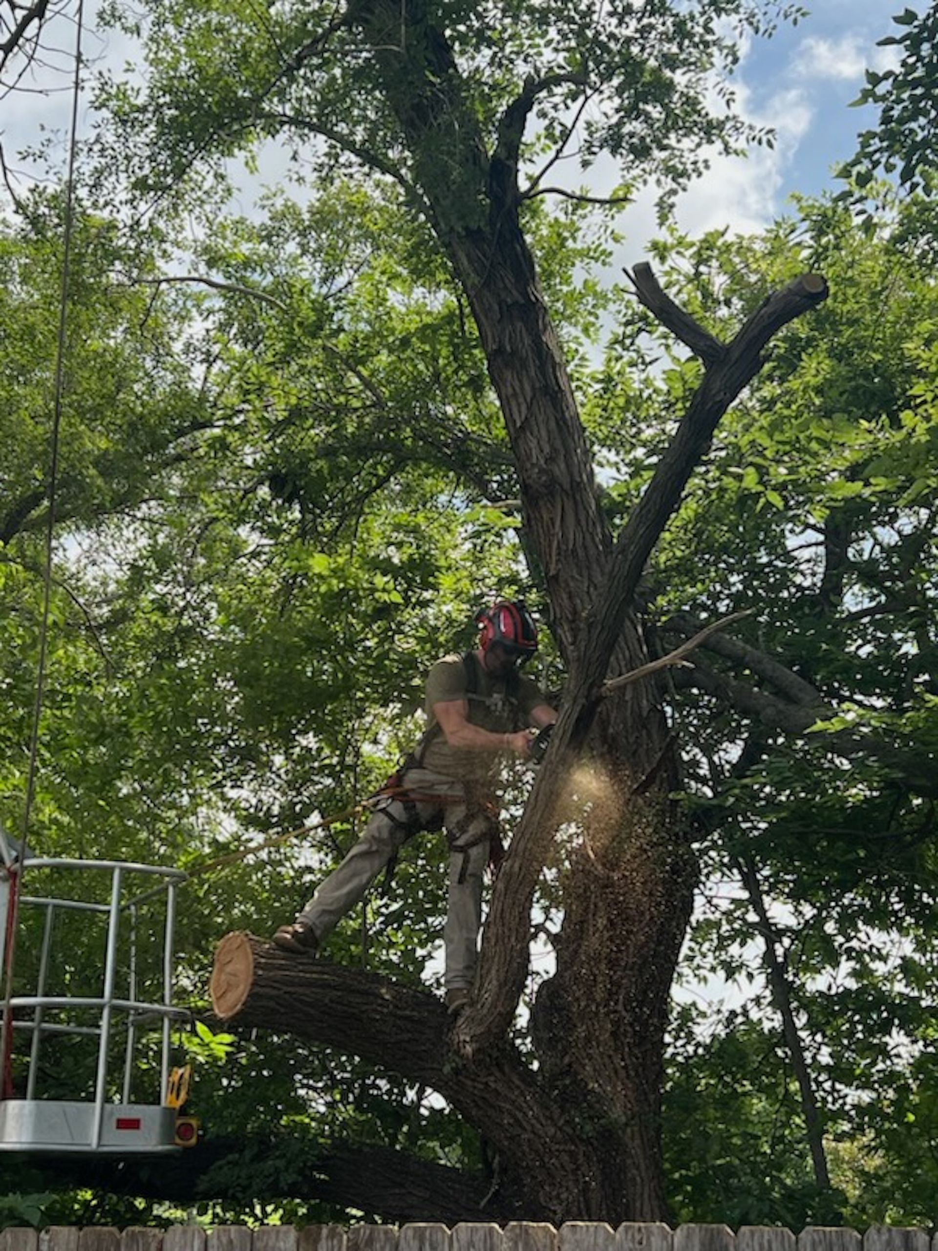Worker in a tree trimming branches with a chainsaw, near a lift platform in a wooded area.