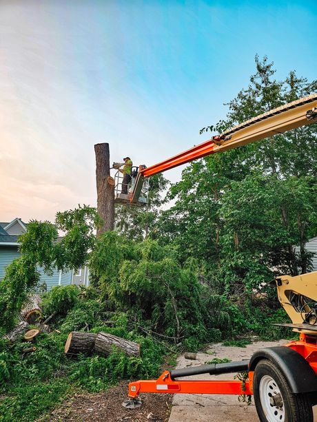An arborist in a high-reach lift removes branches from a tree trunk against a sunset sky.