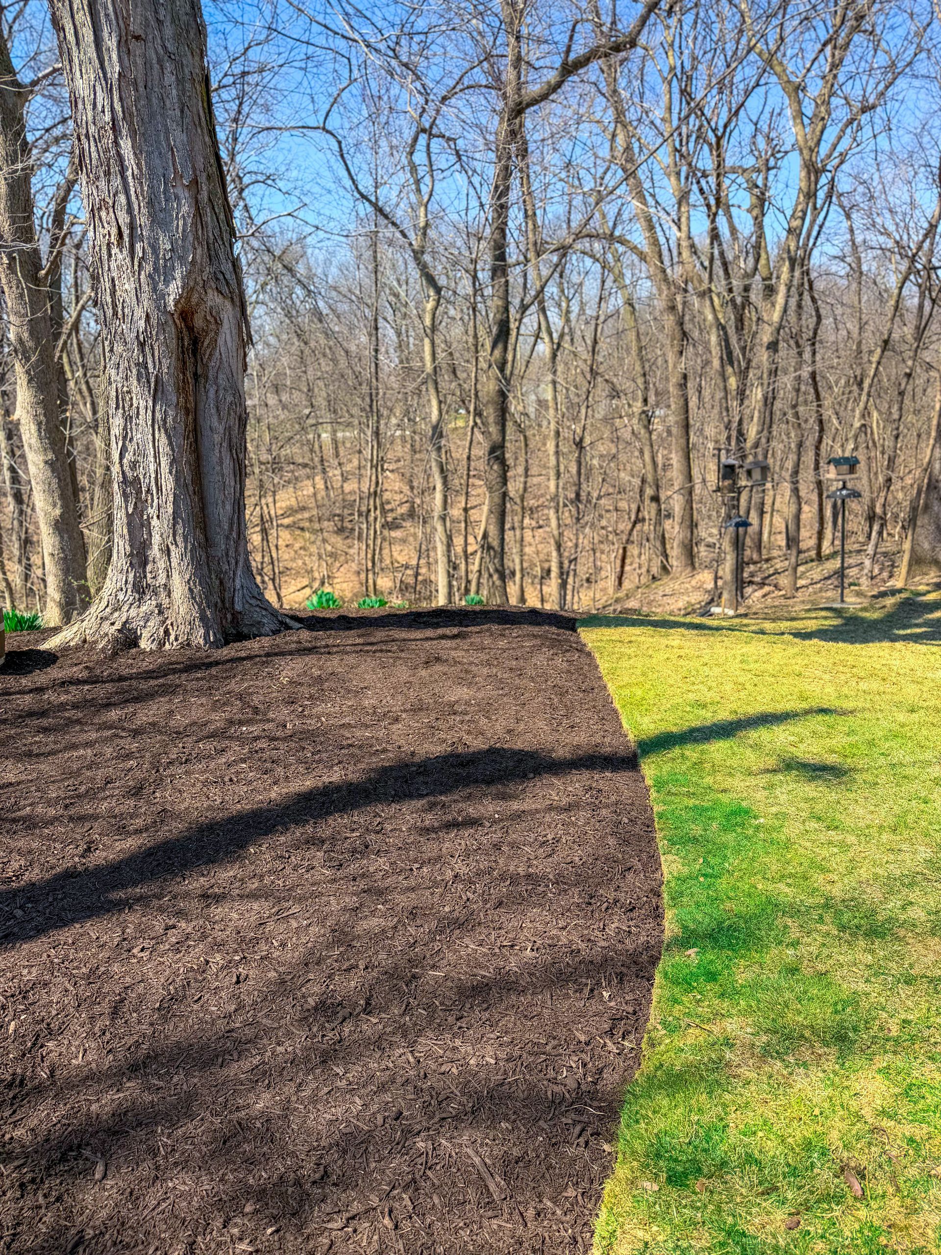 Wooded trail with a dark mulch path curving beside bright green grass under bare trees