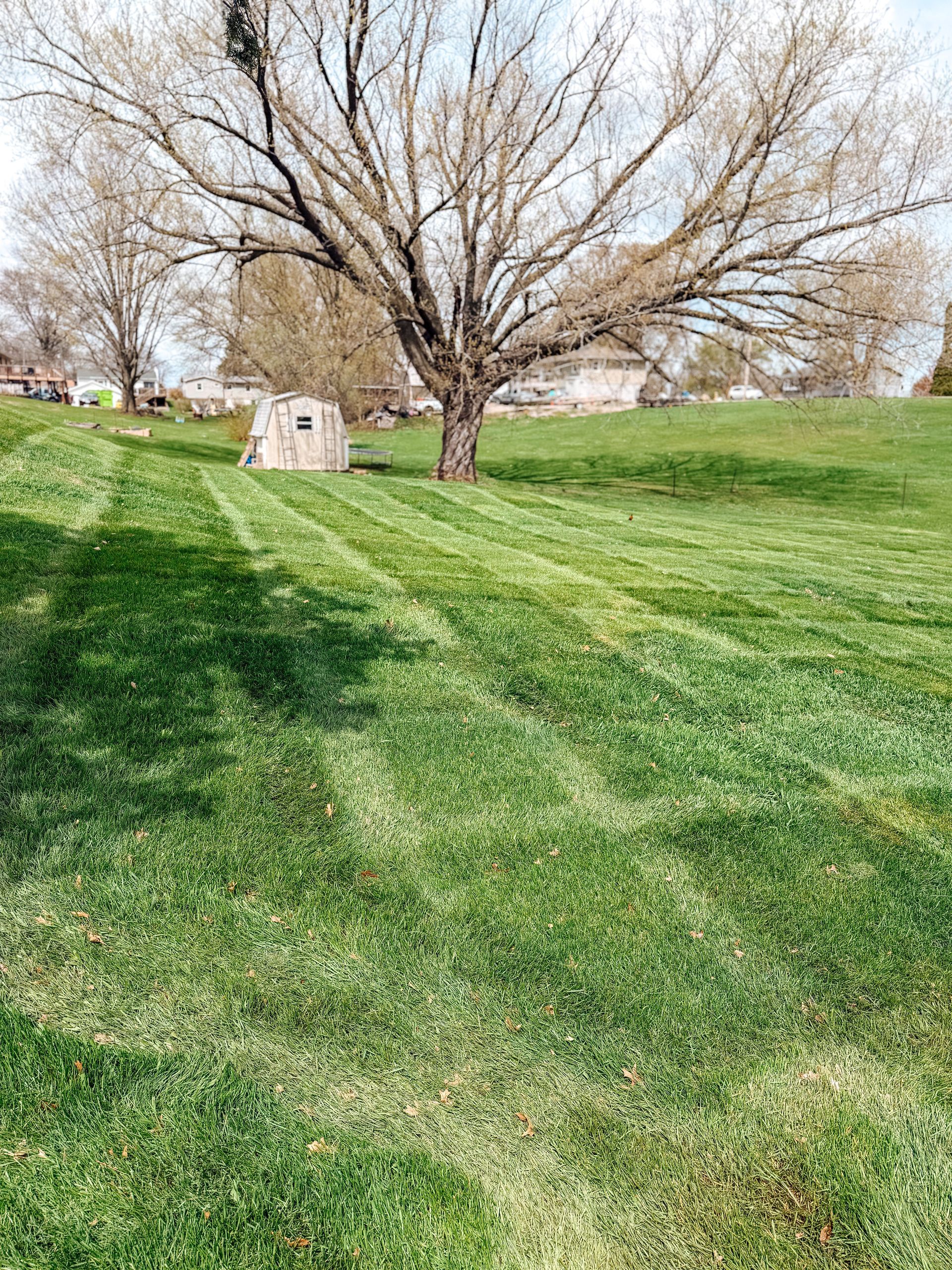 Grassy park with a leafless tree and a small white doghouse near houses in the background