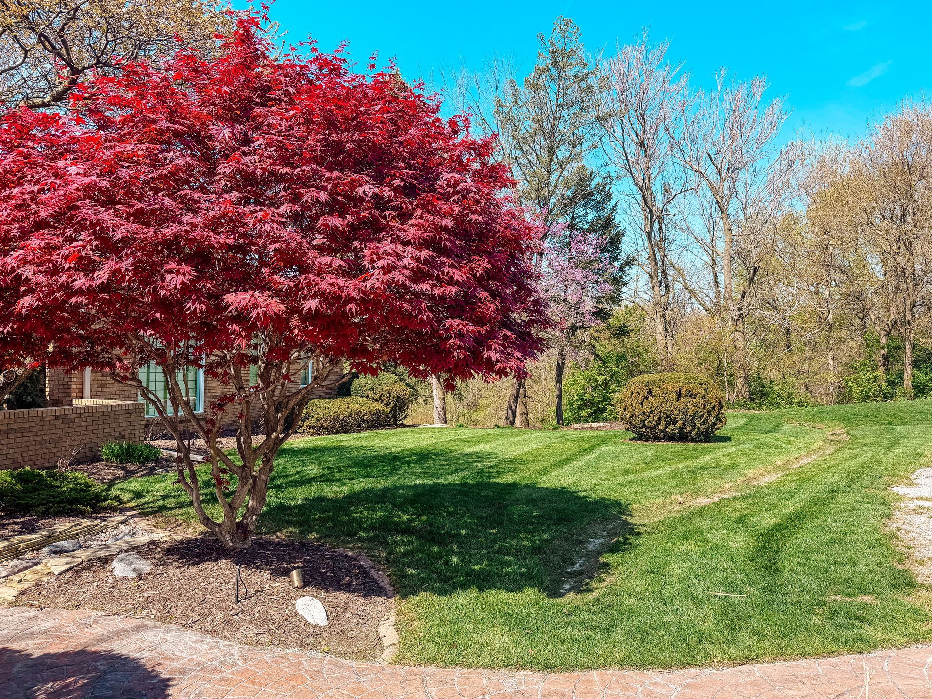 Red-leaf tree in a sunny landscaped yard with green grass and bare trees in the background
