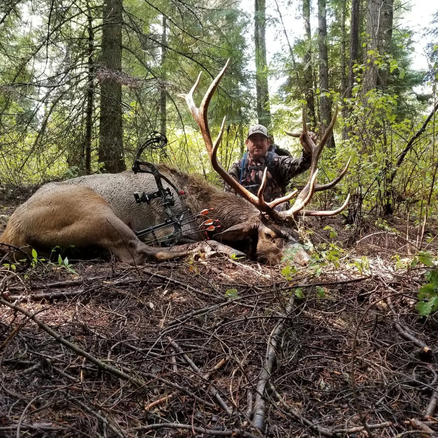 Hunter kneels beside a large elk in a forest, surrounded by trees and brush.