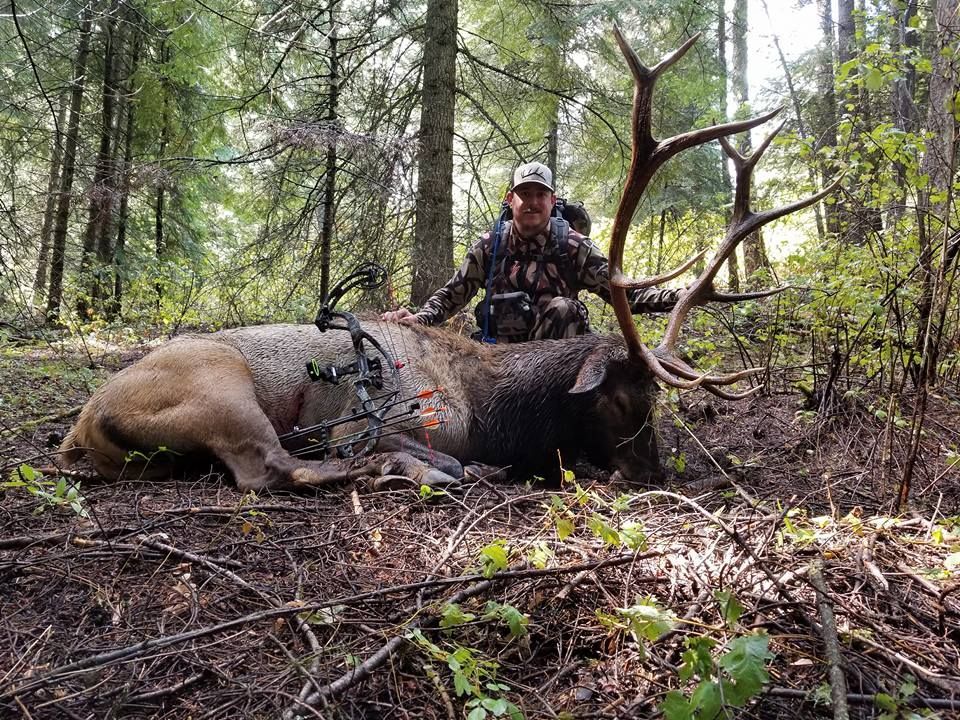 Hunter kneels beside a large elk in a forest, with a bow and antlers visible nearby.