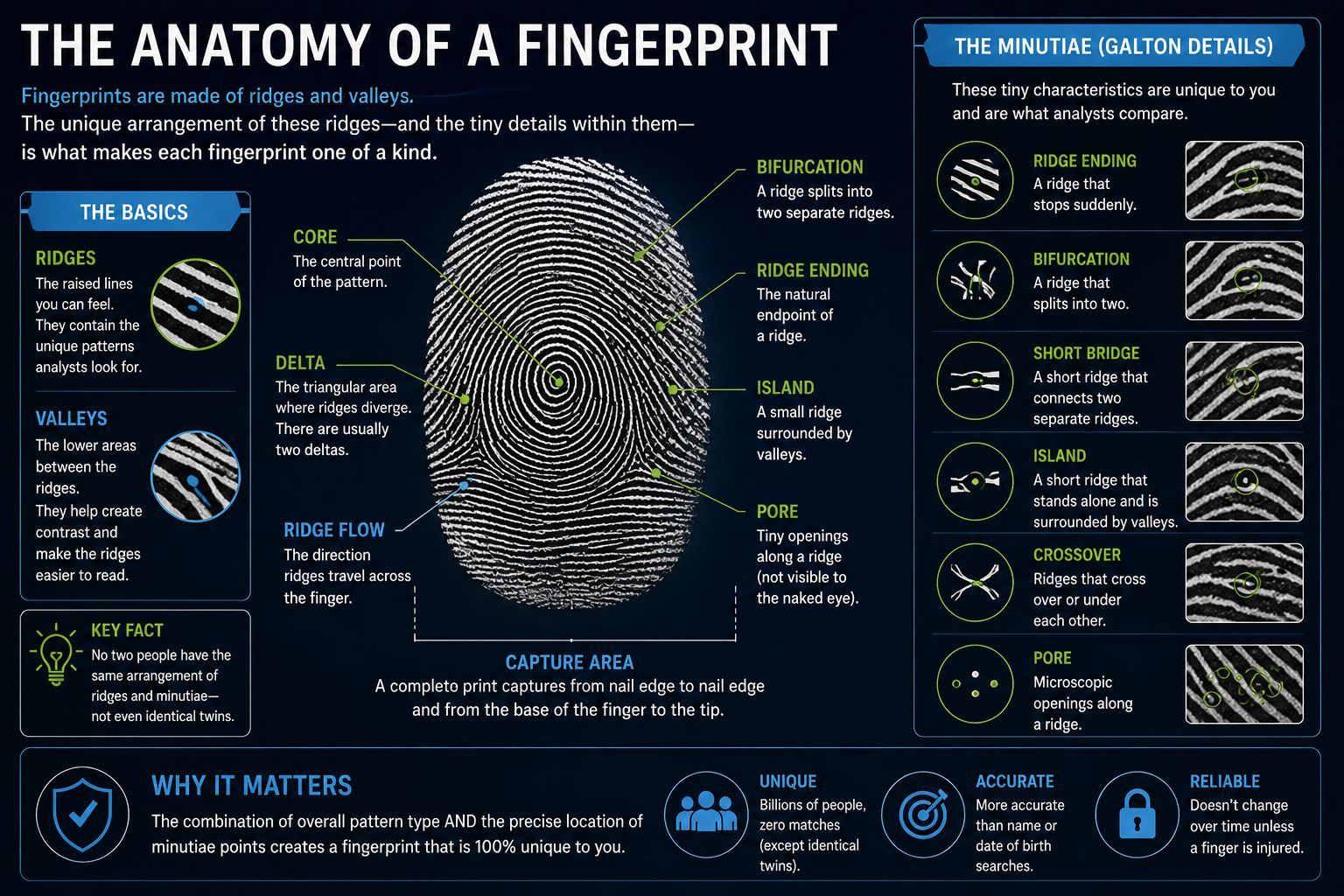 Educational infographic explaining fingerprint anatomy, ridges, valleys, and minutiae points