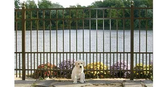 Dog on the fence – Branchburg, NJ - Eagle Fence Supply Inc