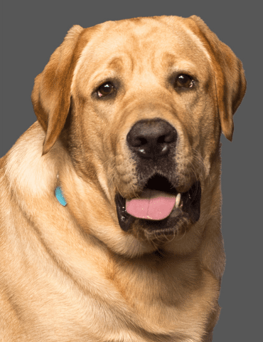 Yellow Labrador retriever with open mouth and tongue out on a gray background