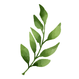 Watercolor illustration of a green leafy branch.