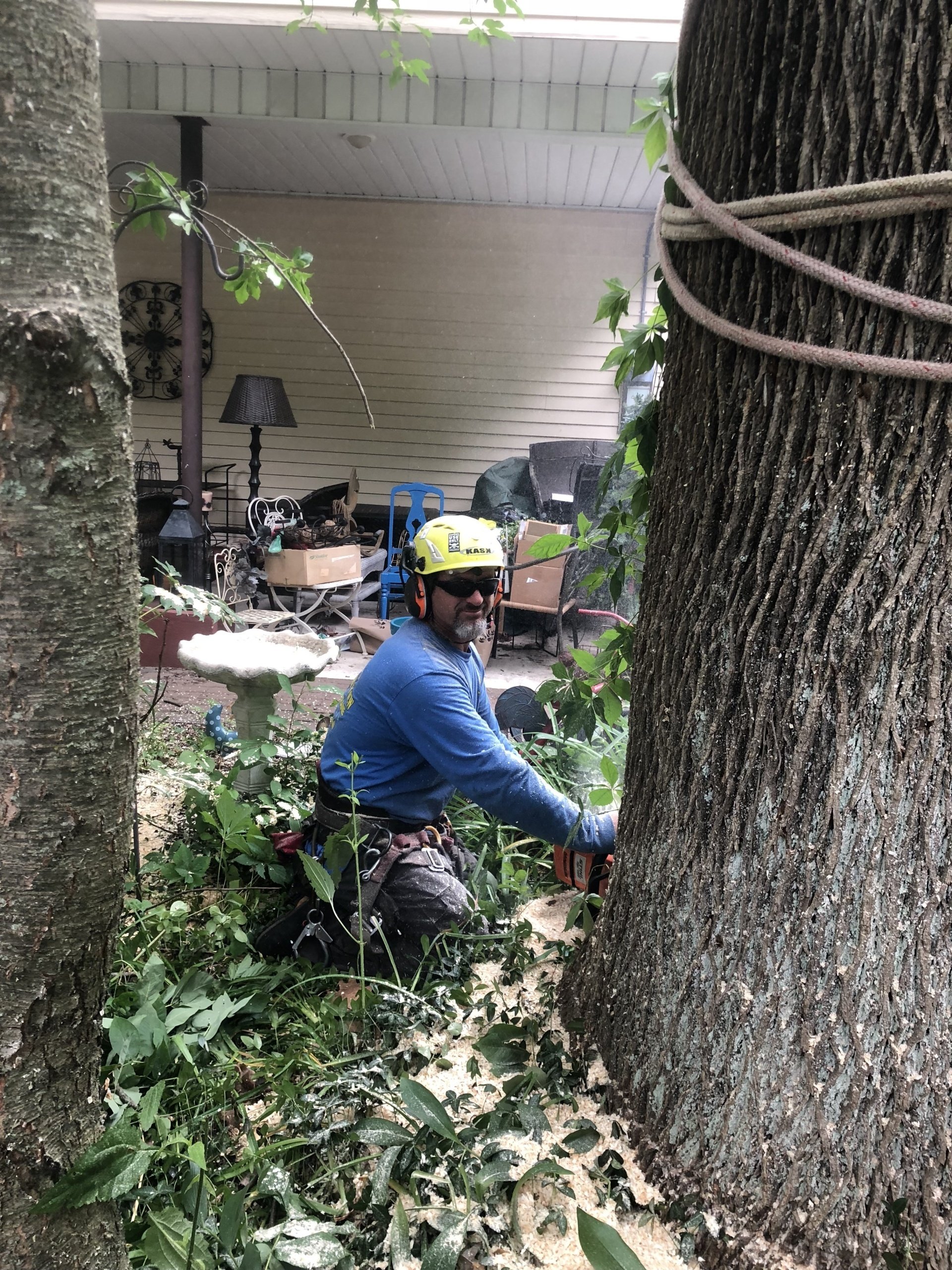 Tree Services Wayne, NJ Mountain View Tree Service