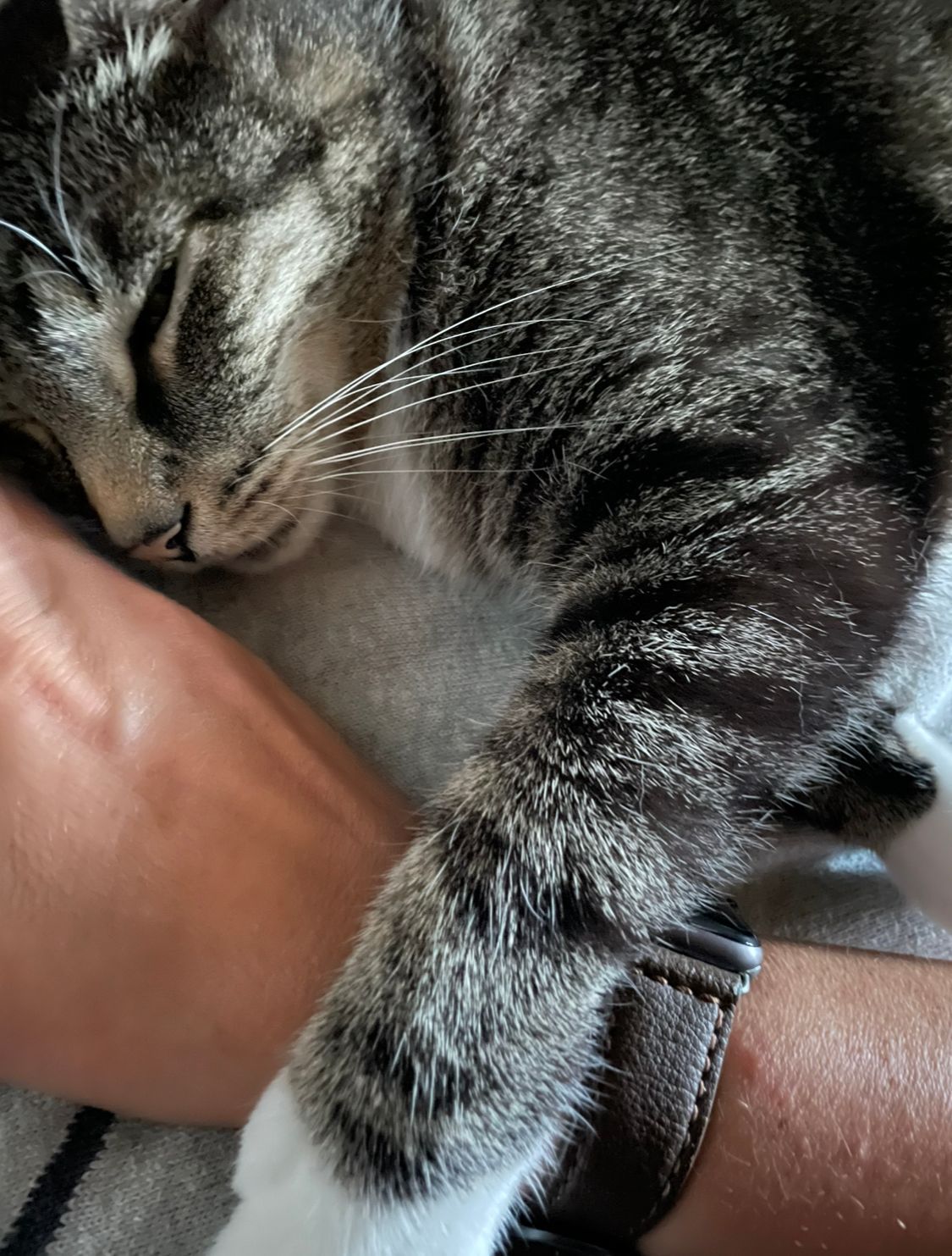 Warum schnurren Katzen ? Hier findest du die Erklärung