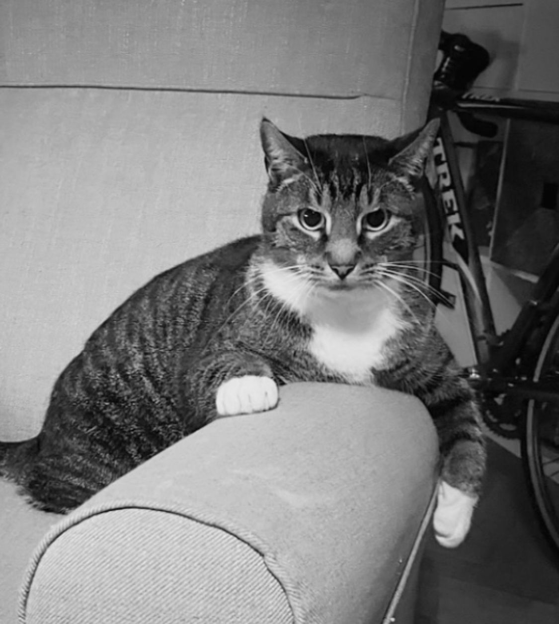 warum ist meine katze so seltsam - katzencoach21435 hilft dir 
