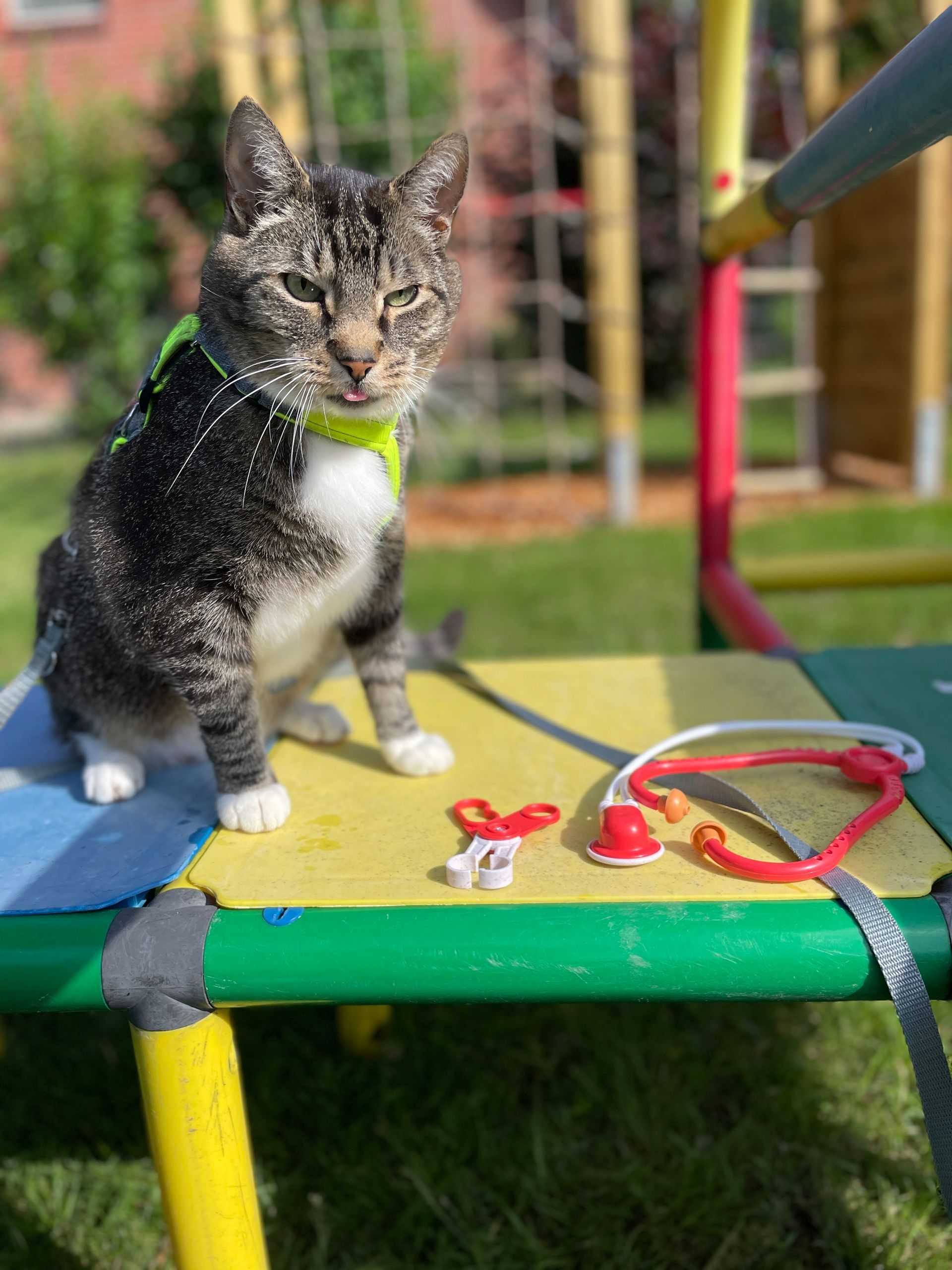Eine Katze sitzt mit einem Stethoskop auf einem Tisch.