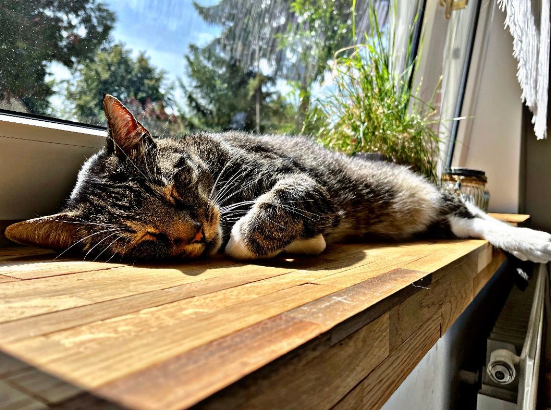 Zweitkatze ja oder nein ?  Dieser Blogartikel hilft dir bei der Entscheidung