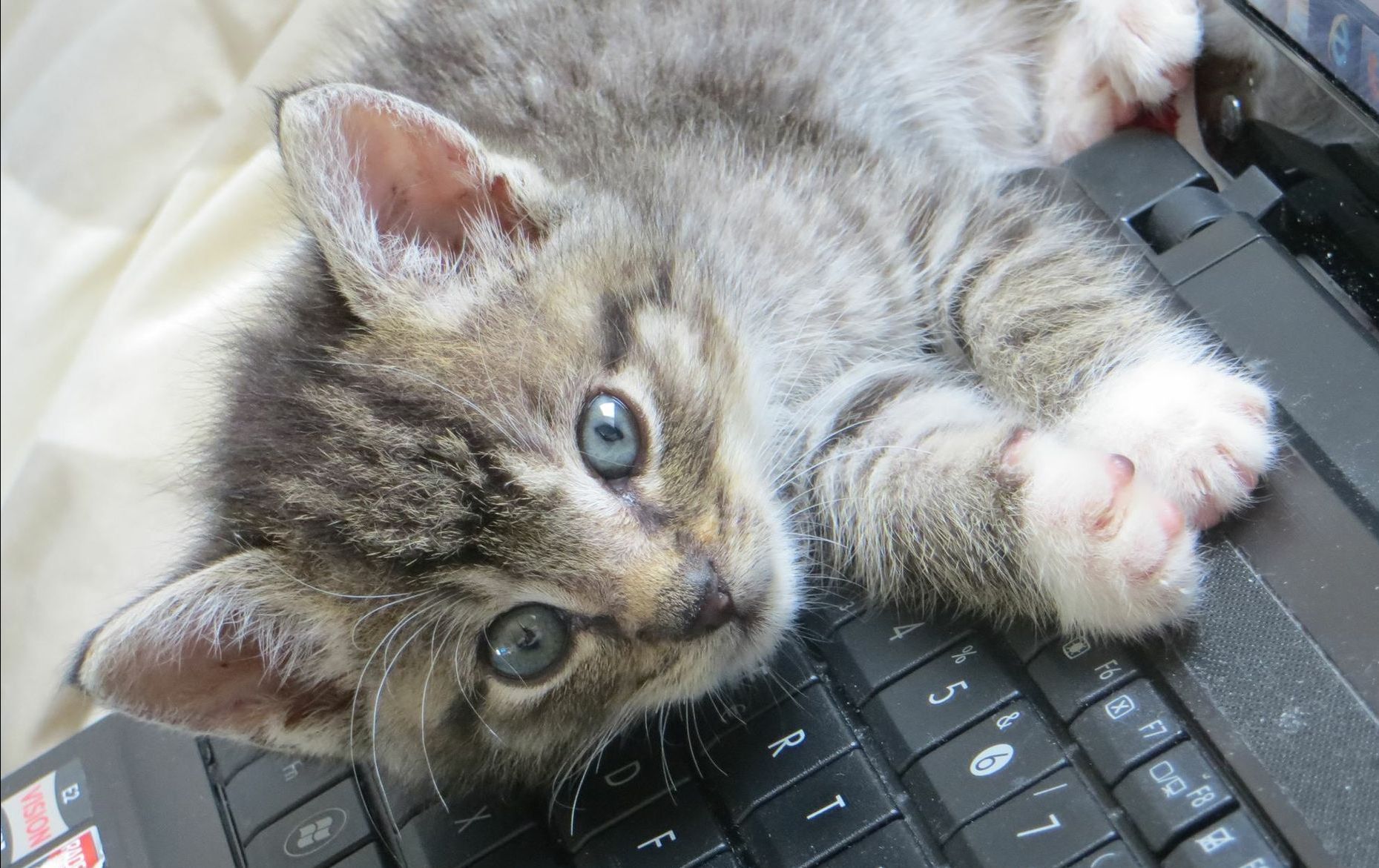 Ist eine Katzenverhaltensberatung das Richtige für mich und meine Katze 