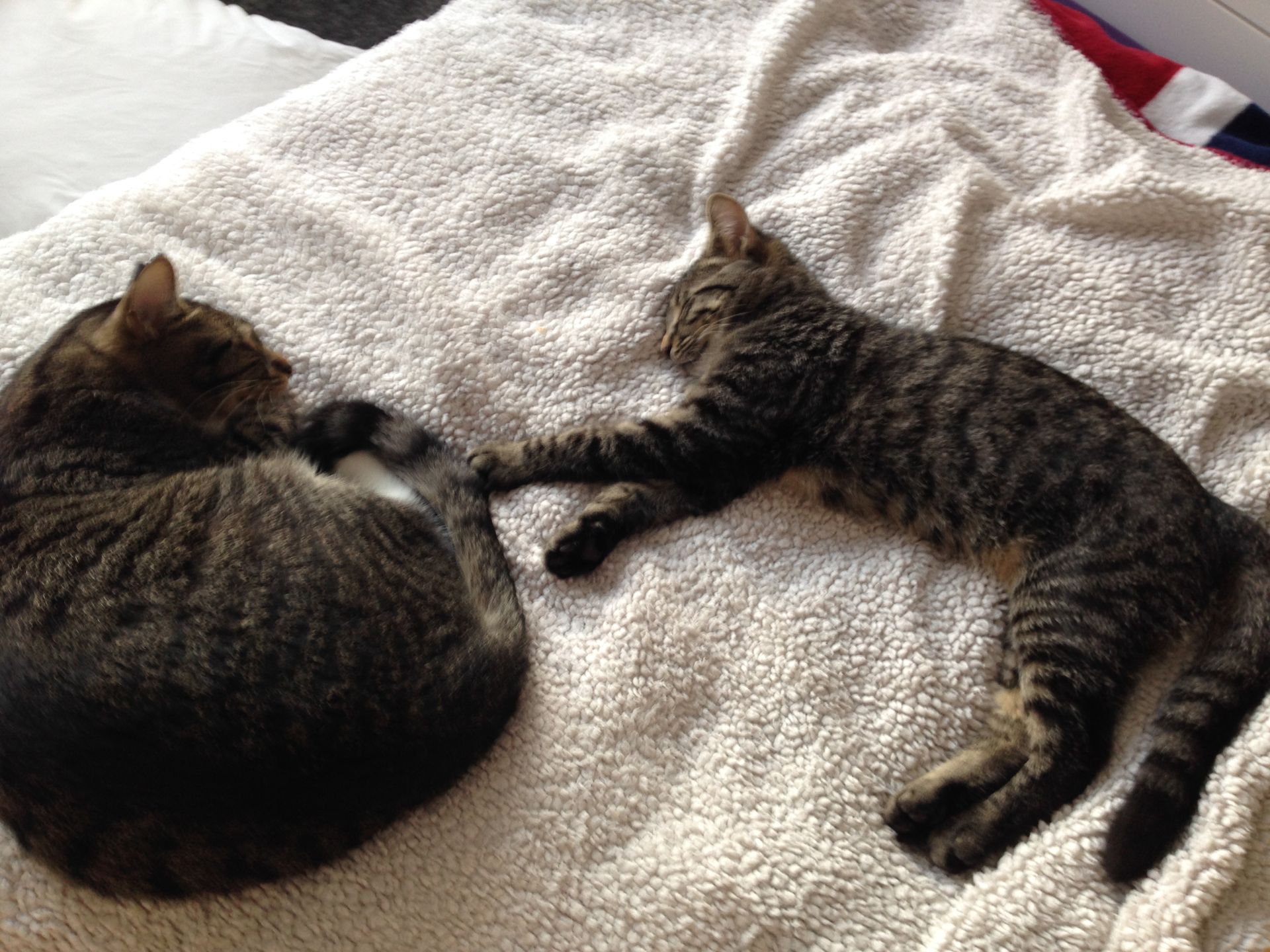 Deiner Katze ist langweilig und sie zeigt Verhaltensprobleme wie kratzen oder sie weckt dich nachts, Katzenverhaltensberaterin Dani bietet schnelle  und praxisnahe Lösungen.
