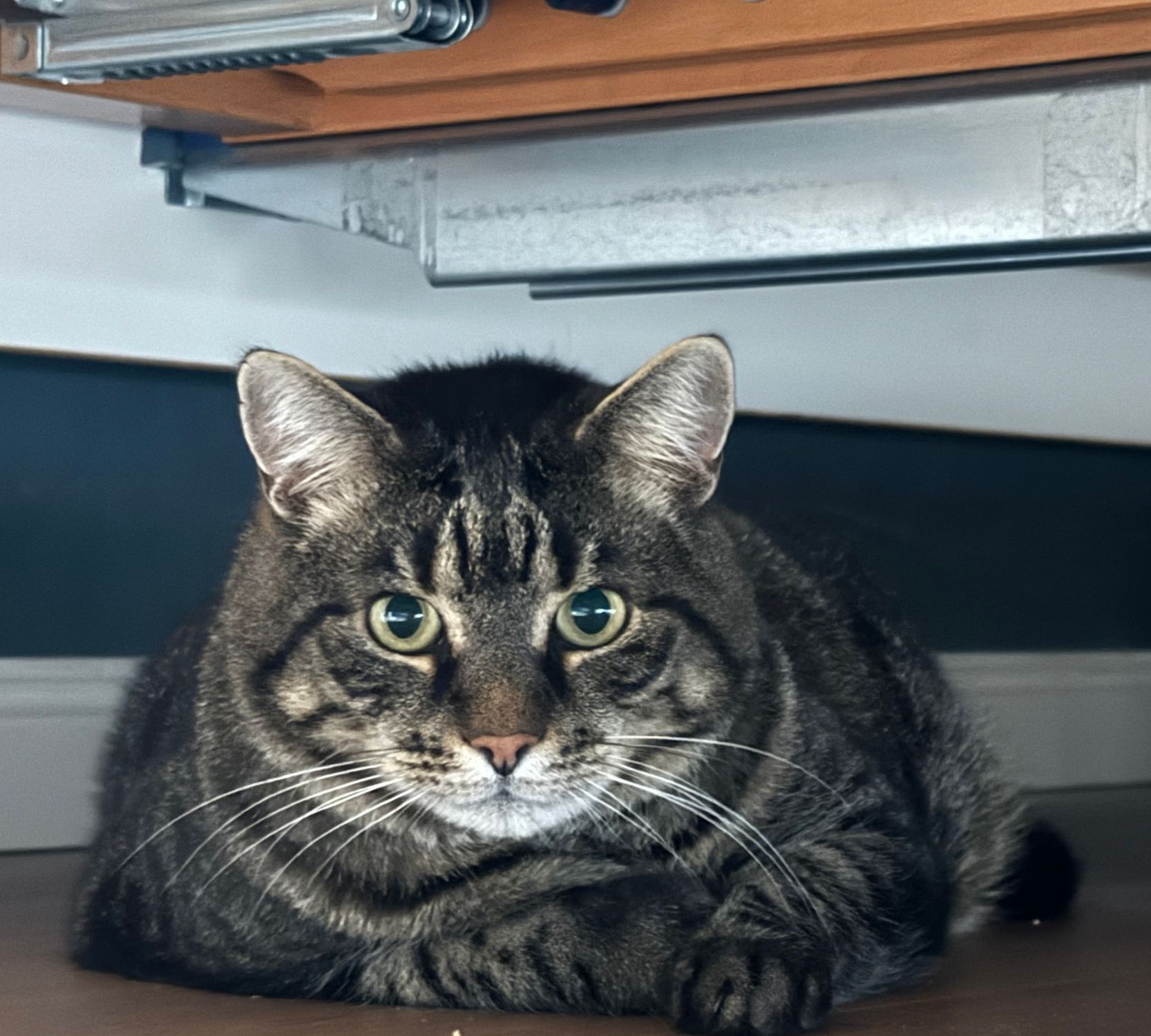 Deine Katze ist ängstlich - Lösungen bietet Dani von Katzencoach21435