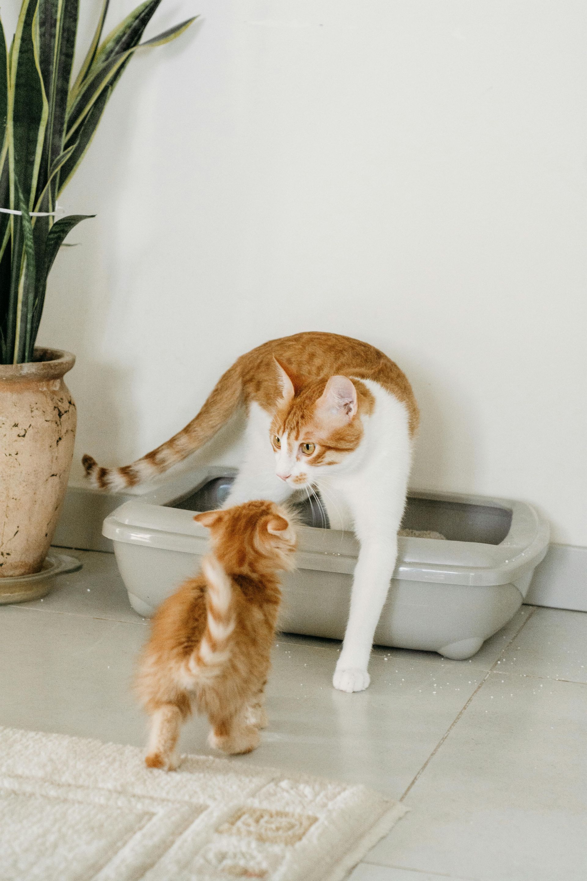 Katzen Toilette