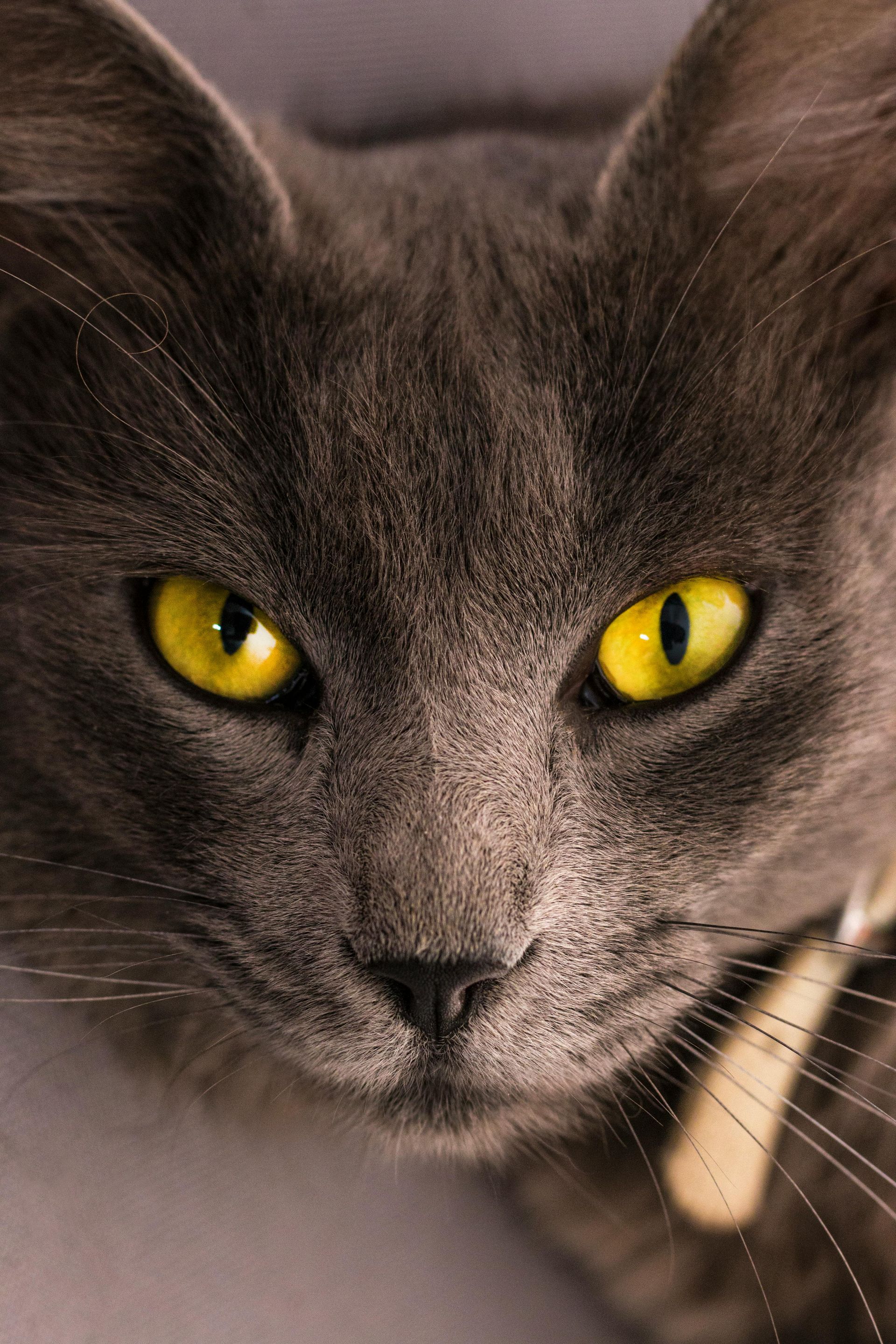 Schnelle und professionelle Hilfe wenn die Katze außerhalb des Katzenklos pinkelt
