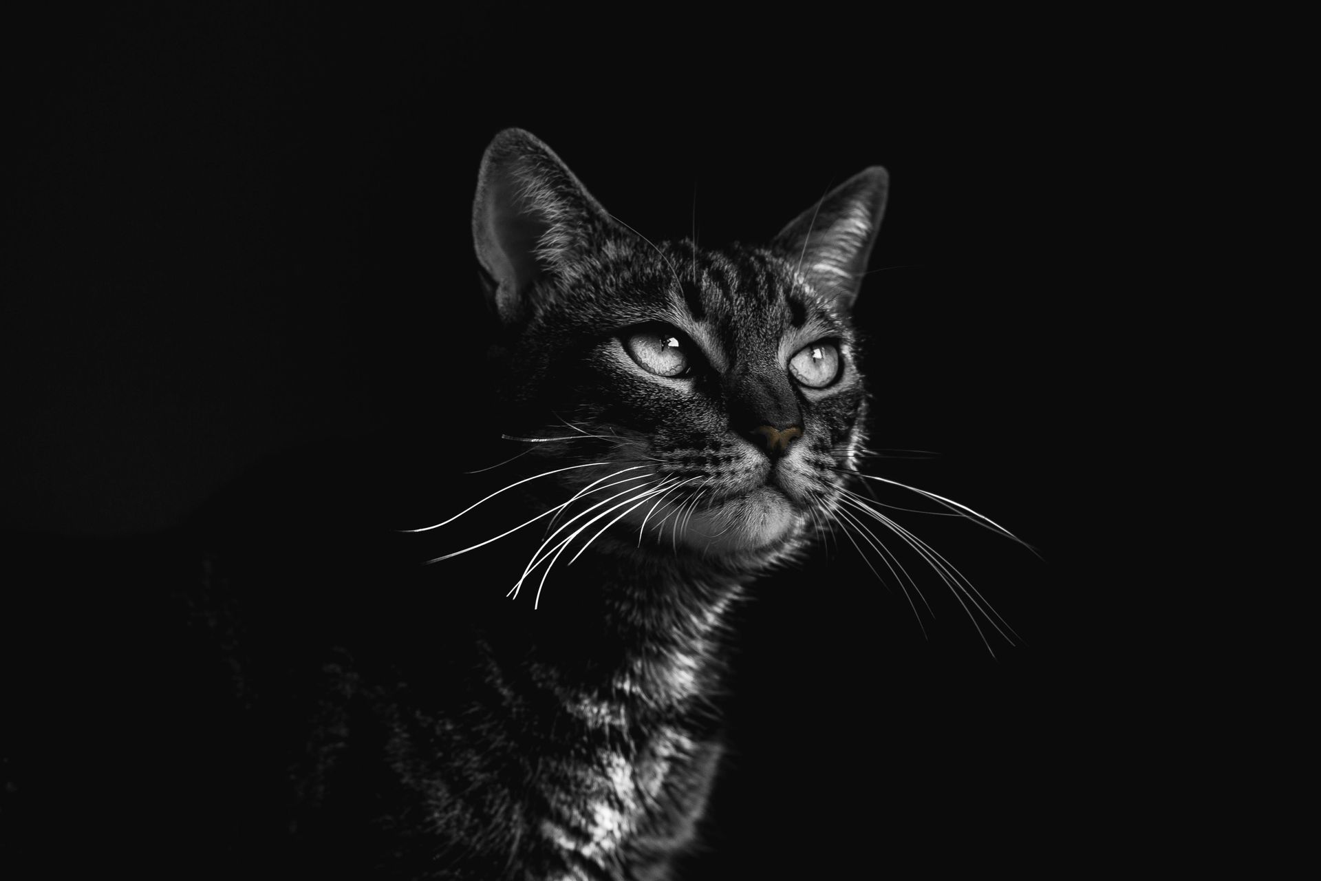 Deine Katze weckt dich Nachts ? Katzencoach21435 bietet die Lösung für eine erholsame Nacht