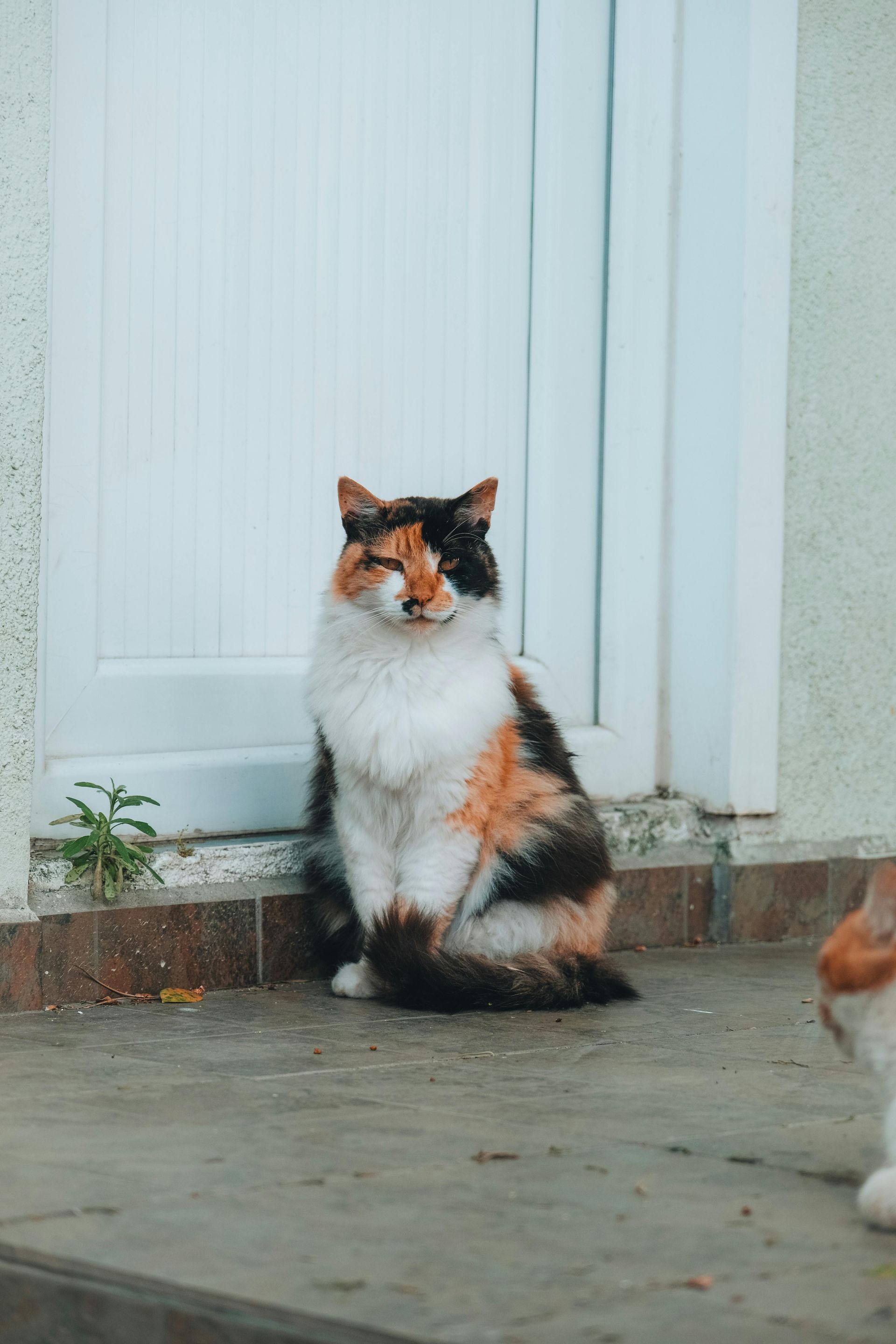 Kratzt deine Katze an unerwünschten Stellen - Katzencoach21435 bietet die Lösung