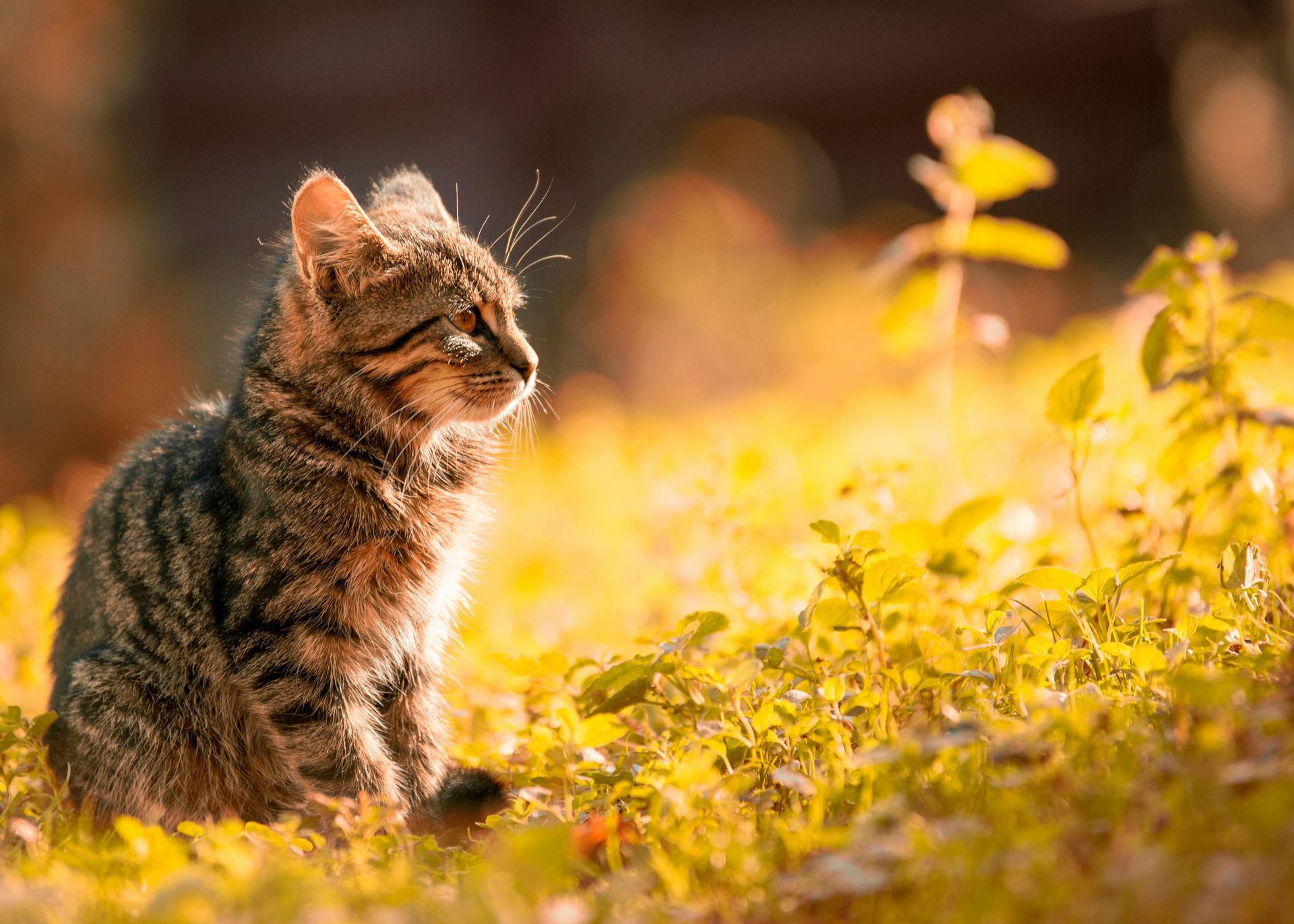 Ängstliche Katzen finden Hilfe bei der Katzenverhaltensberaterin Dani von Katzencoach21435