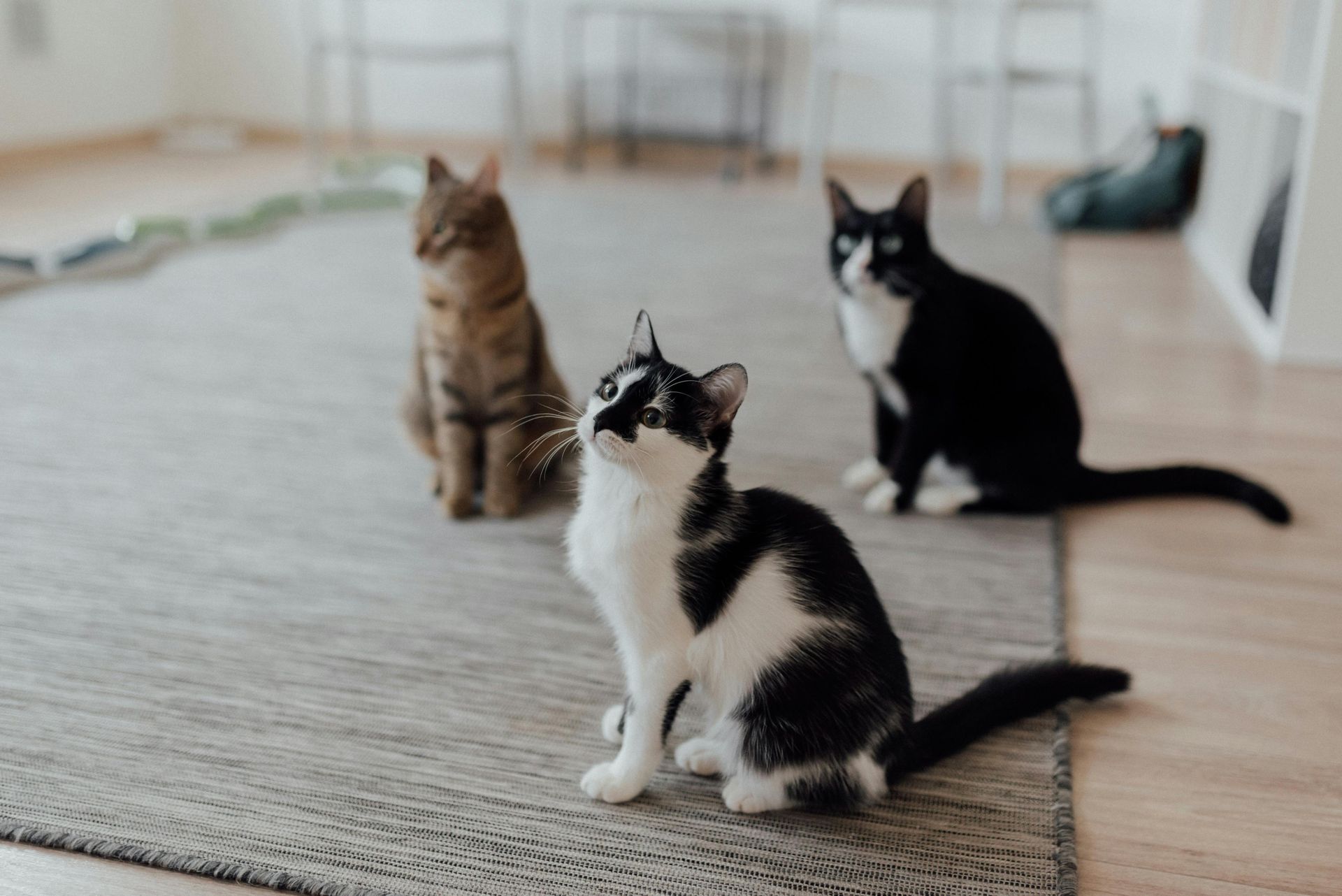 Katzenverhaltensberaterin Dani hilft bei Probleme im Mehrkatzenhaushalt, Vergesellschaftung, Aggression, Mobbing, Unsauberkeit