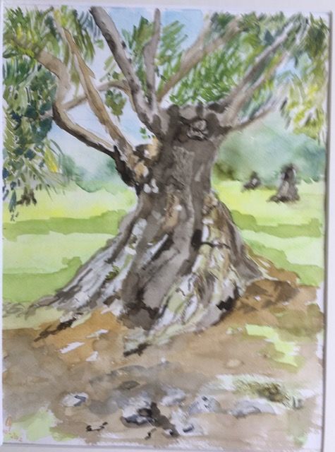 Olijfboom 40x50 cm