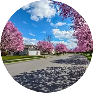A residential street with pink flowers on the trees
