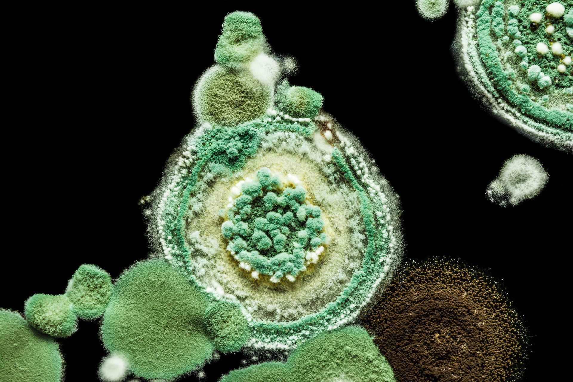 A close up of green mold growing on a black surface.