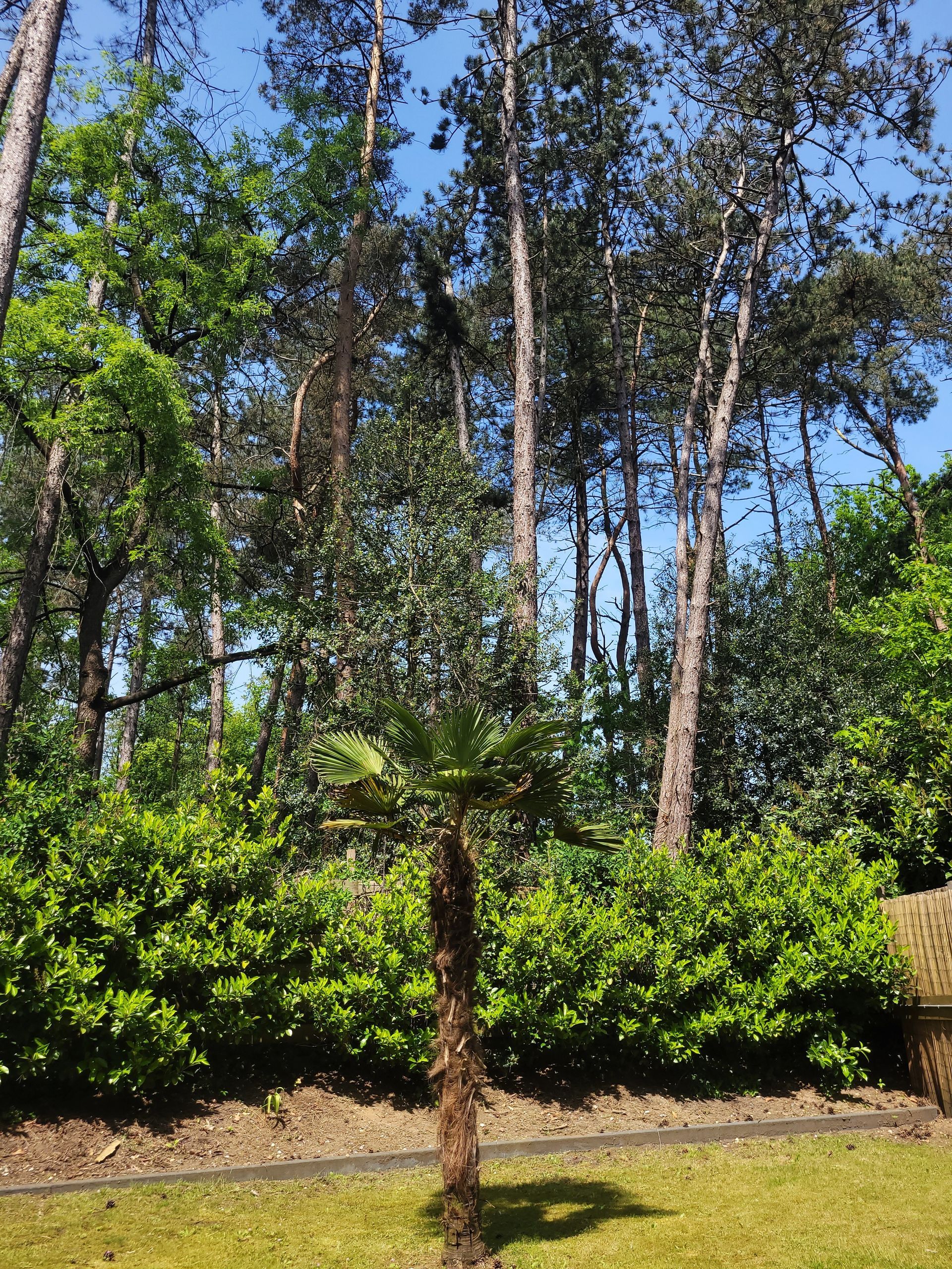 Vakantie in het bos | Palmbomen | Natuur | Wellness