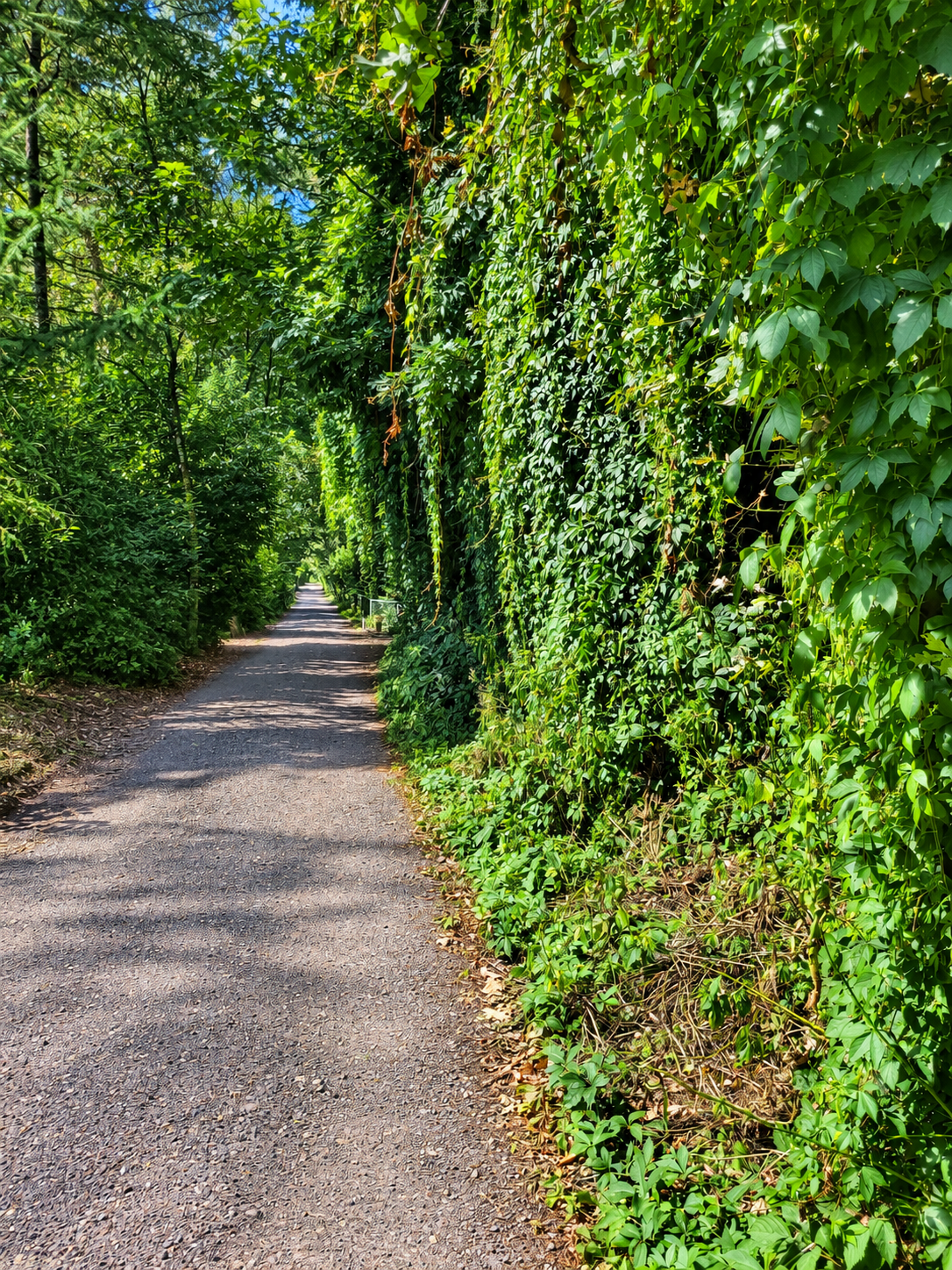 Een smal grindpad door een weelderig groen bos, met aan één kant dichte, met klimop begroeide bomen.