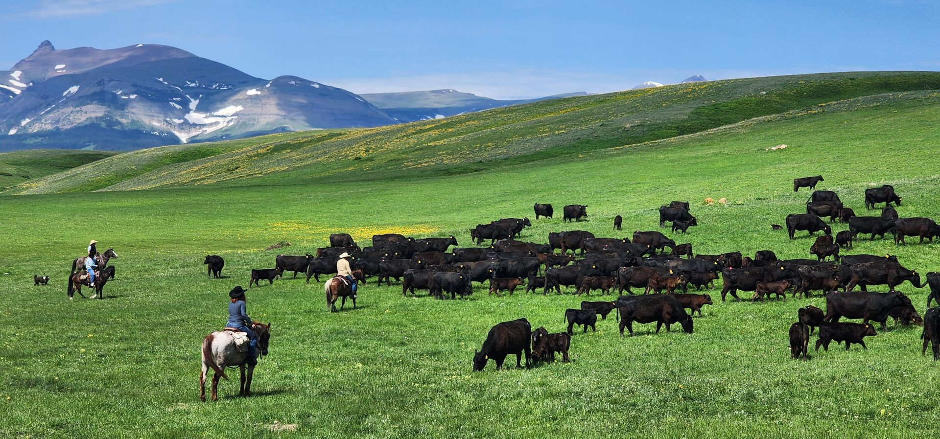 A herd of bison grazing in a grassy field with mountains in the background.