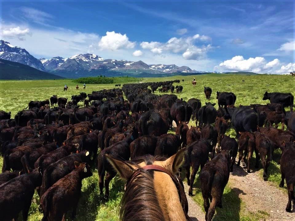 A group of people are riding horses in a grassy field.