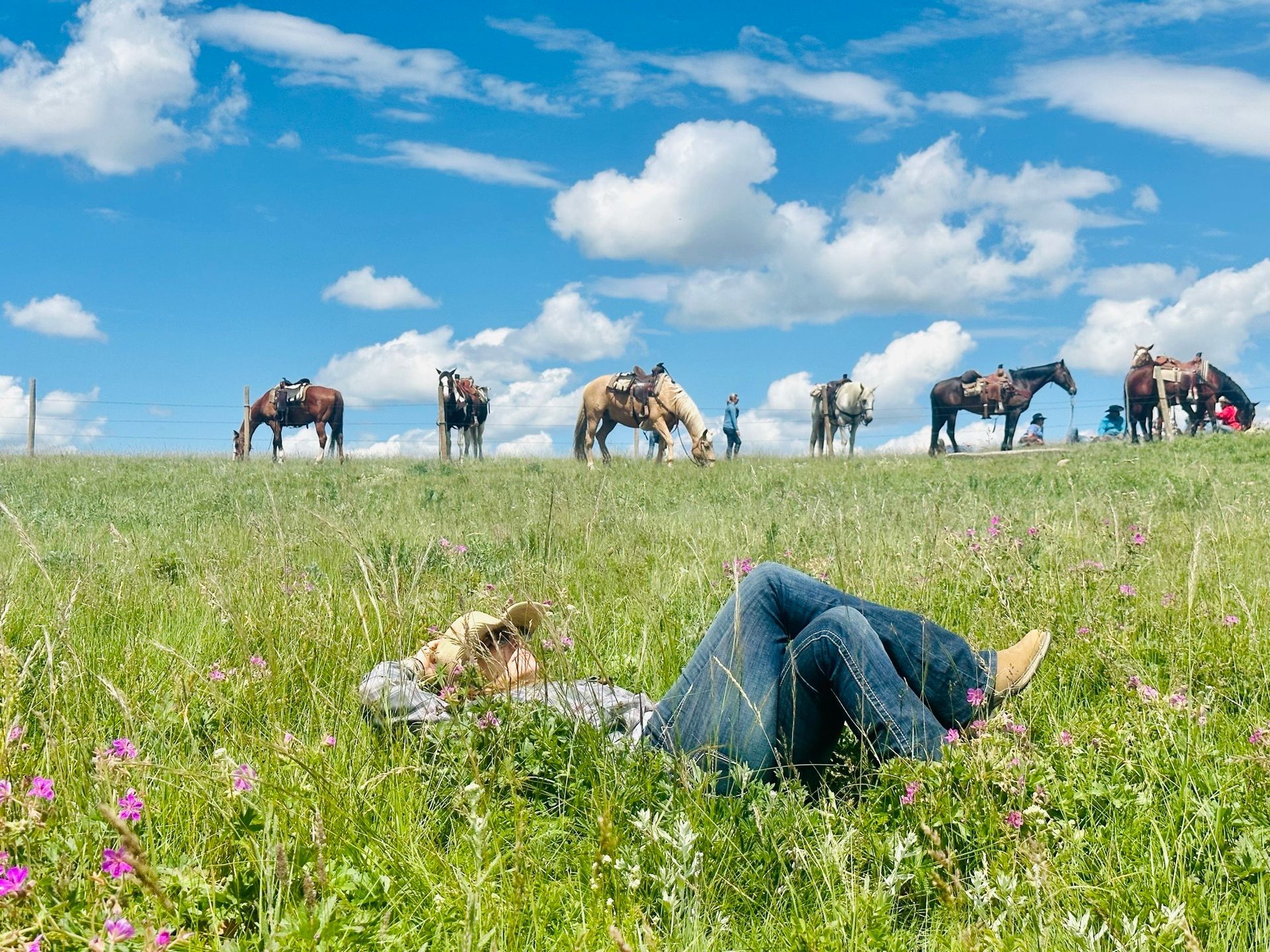 A herd of bison grazing in a grassy field with mountains in the background.