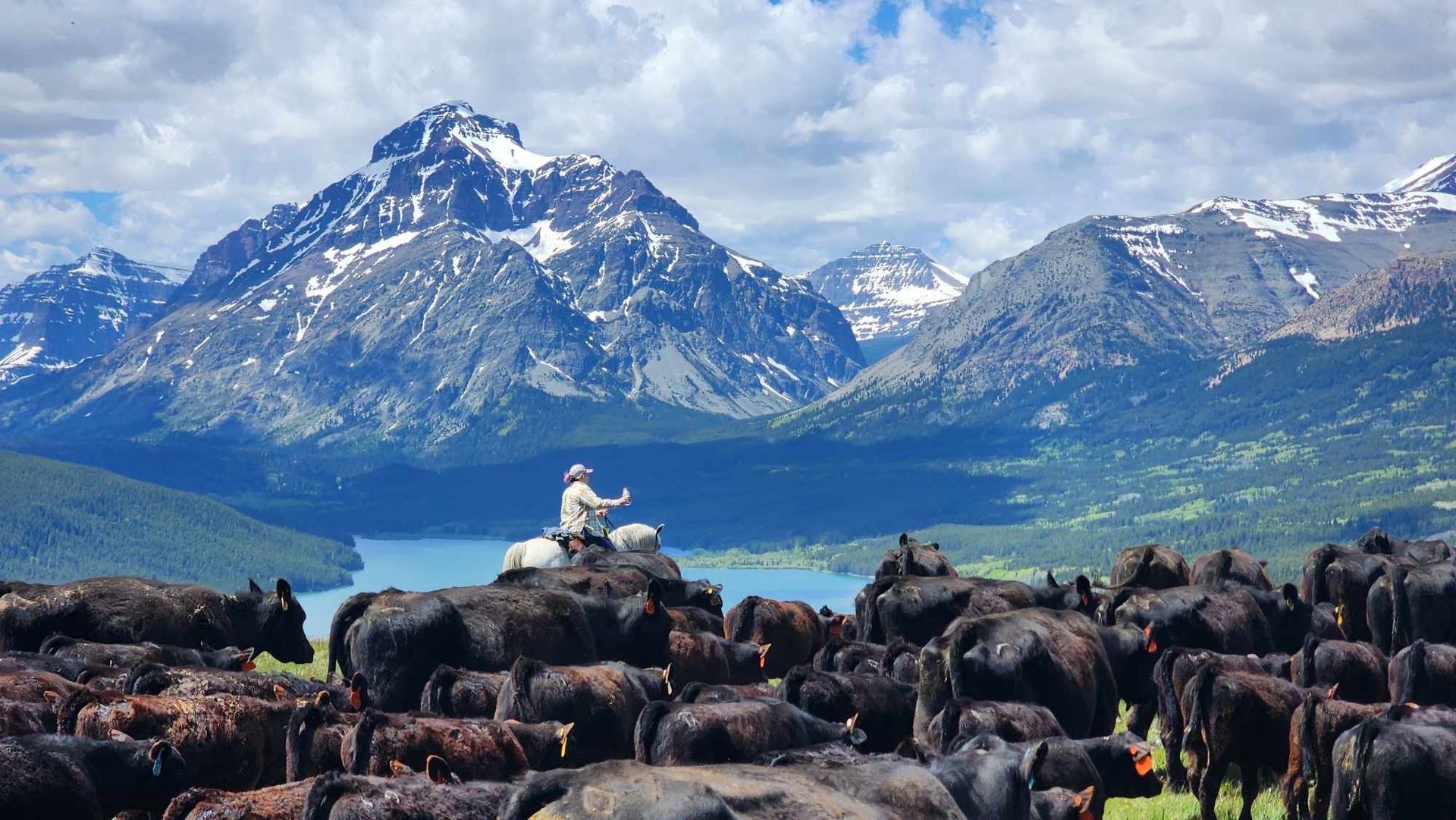 Bear Creek Guest Ranch Montana Cattle Drive