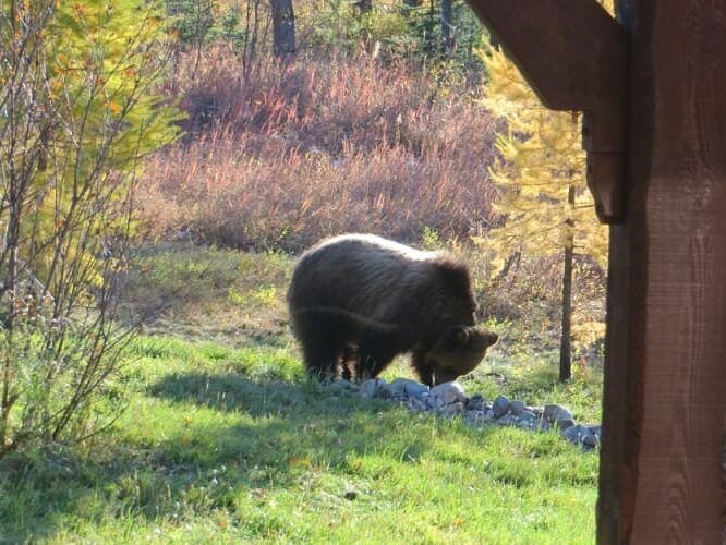 A brown bear is standing in the grass near a tree.