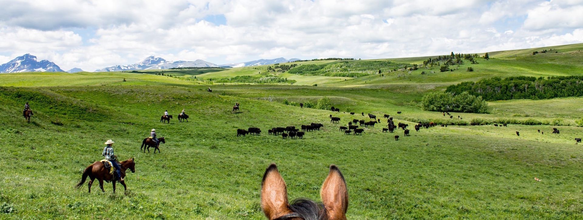 A group of people are riding horses in a grassy field.